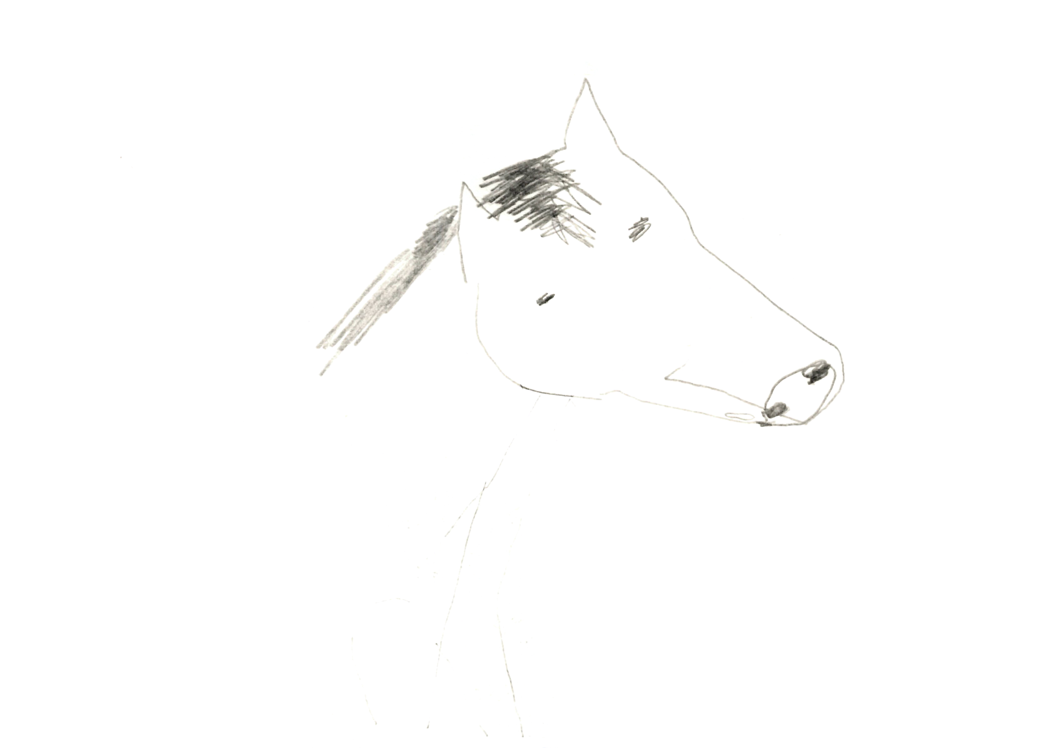 pencil drawing of a horse's head drawn scratchily