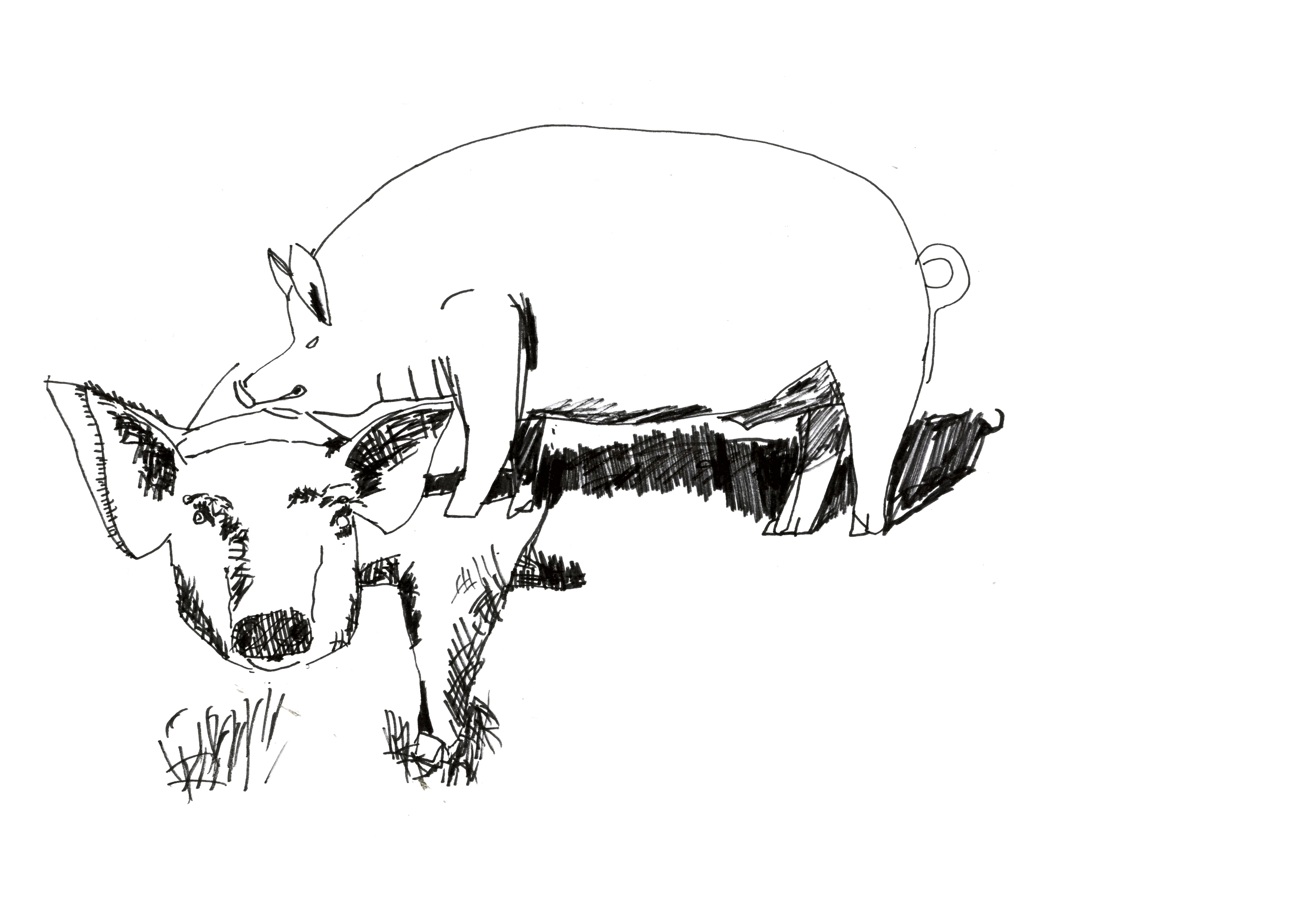 felt-tip pen drawing of a pigs head facing forward, and a full pig in profile above casting a heavy shadow