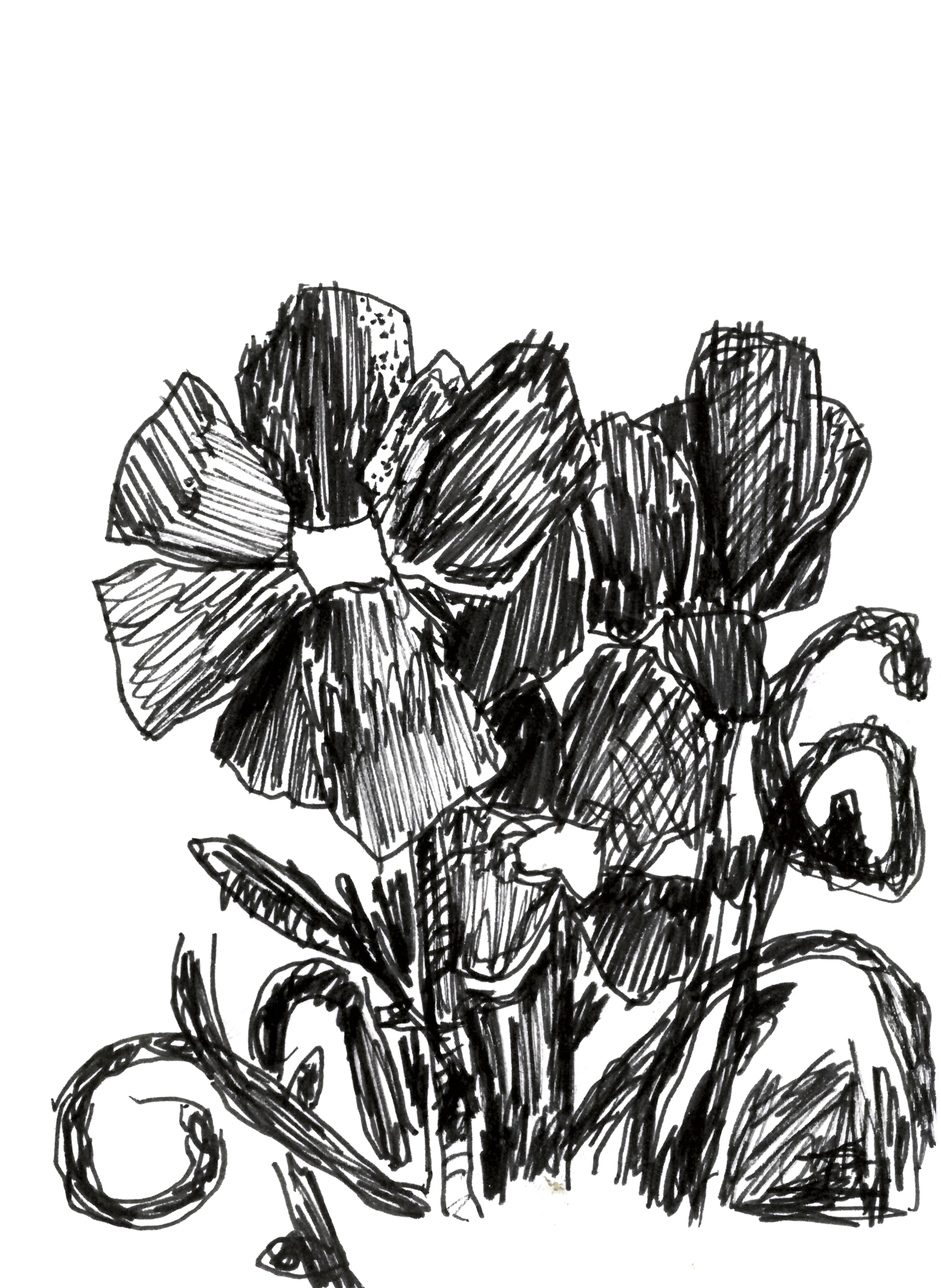 pen drawing in black of a bouquet of hibiscus flowers