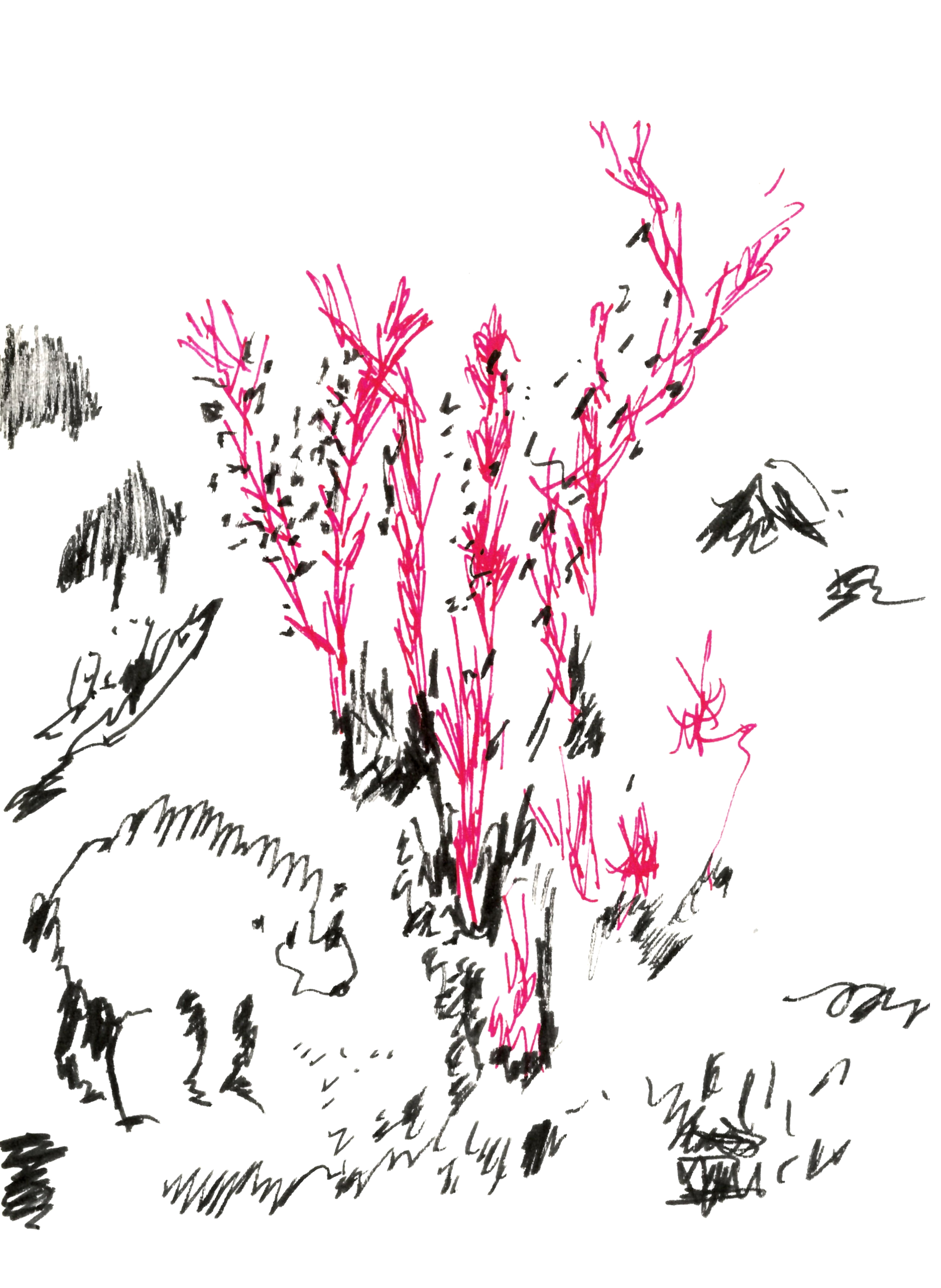 pen drawing in black and red of a sheep standing next to some red plants, with other members of the flock in silhouette in the background