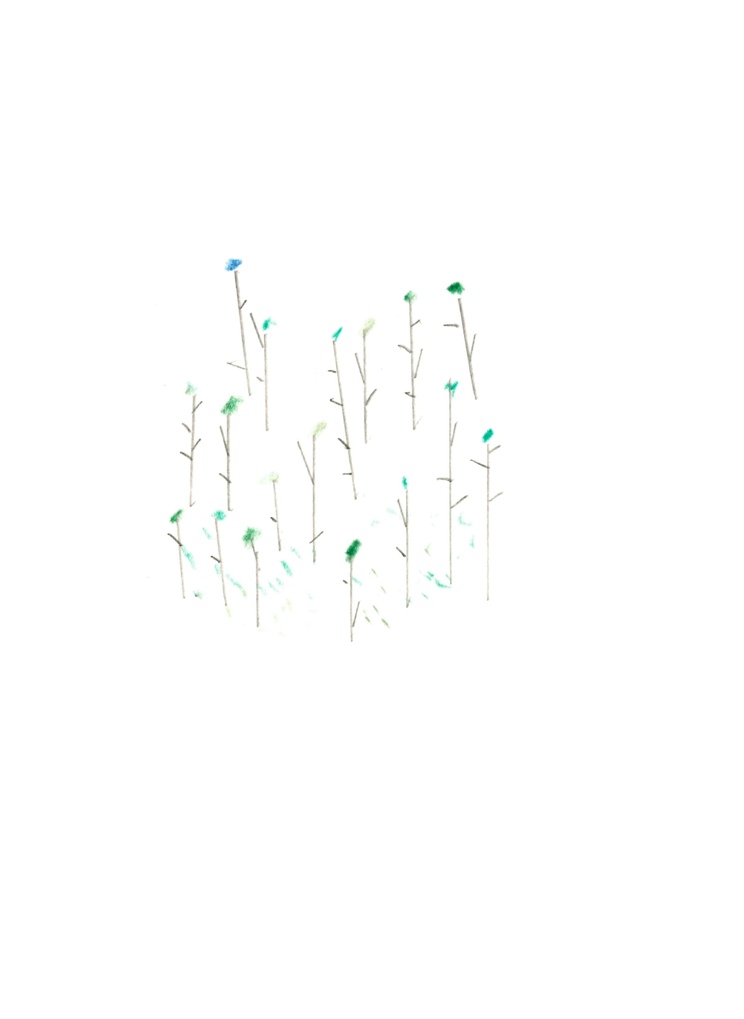 drawing in colored pencil of a patch of flowers with blue and green petals