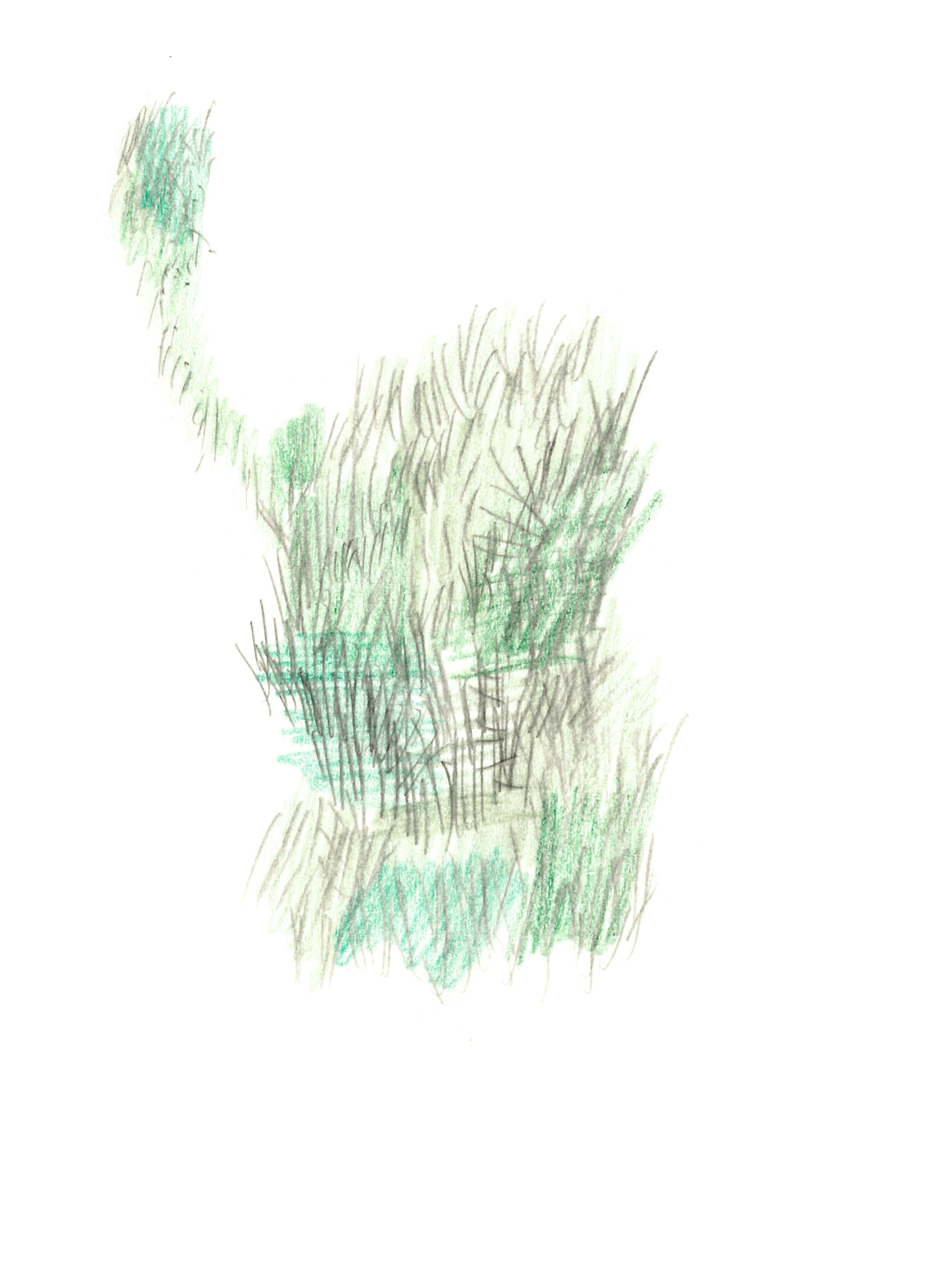 drawing in colored pencil of a patch of grass with different shades of green and grey