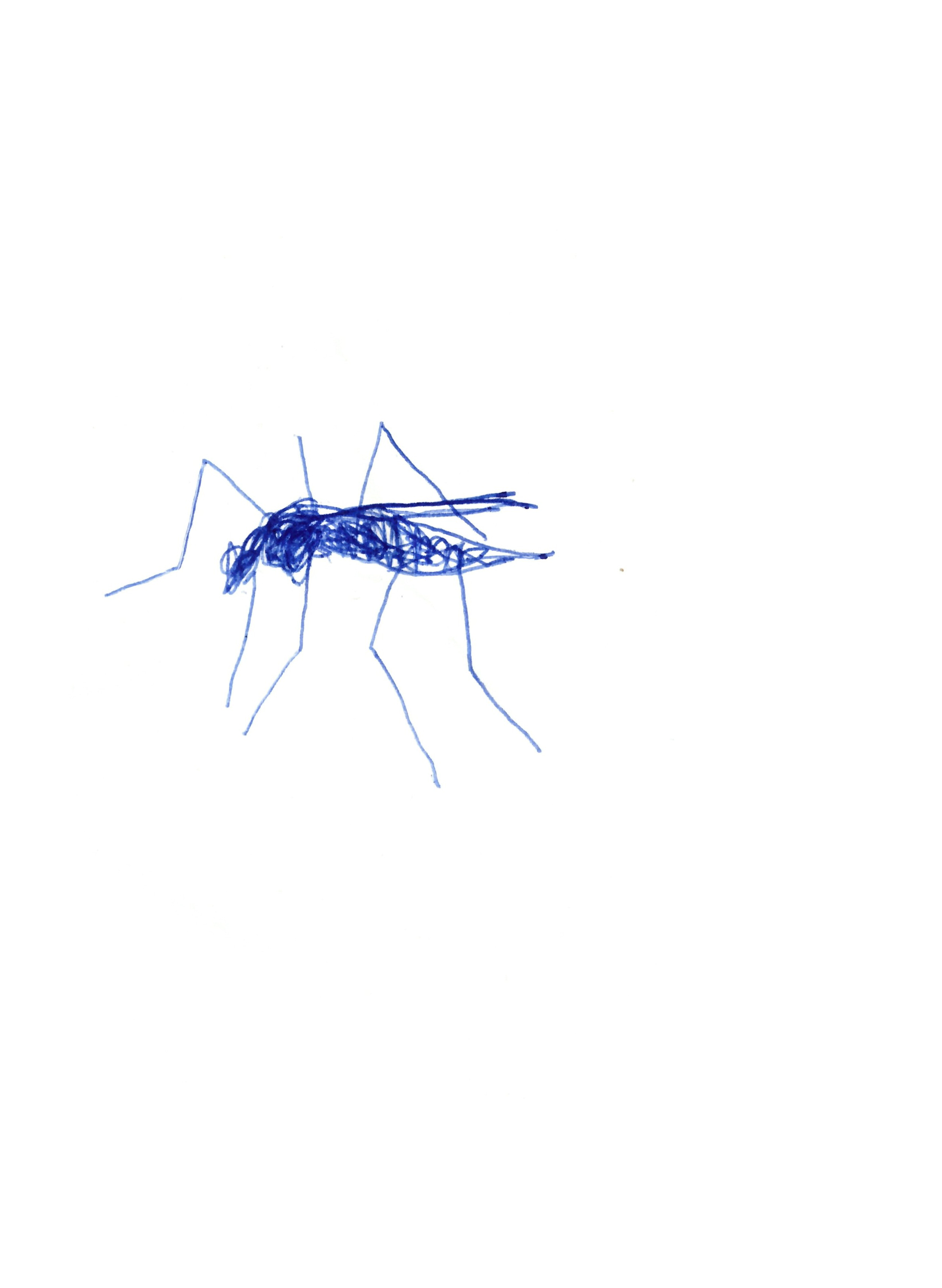 pen drawing in blue of a mosquito