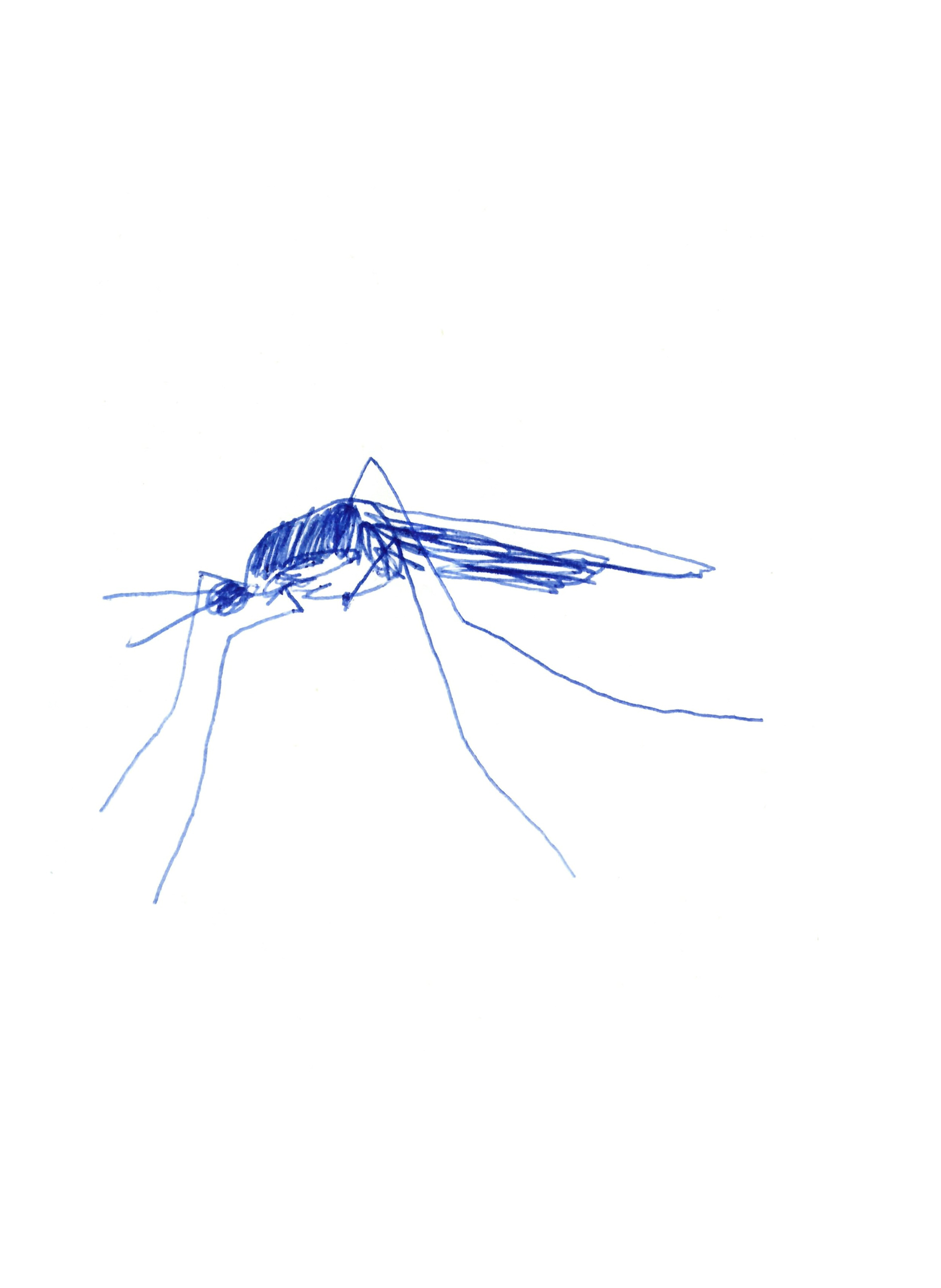 pen drawing in blue of a mosquito
