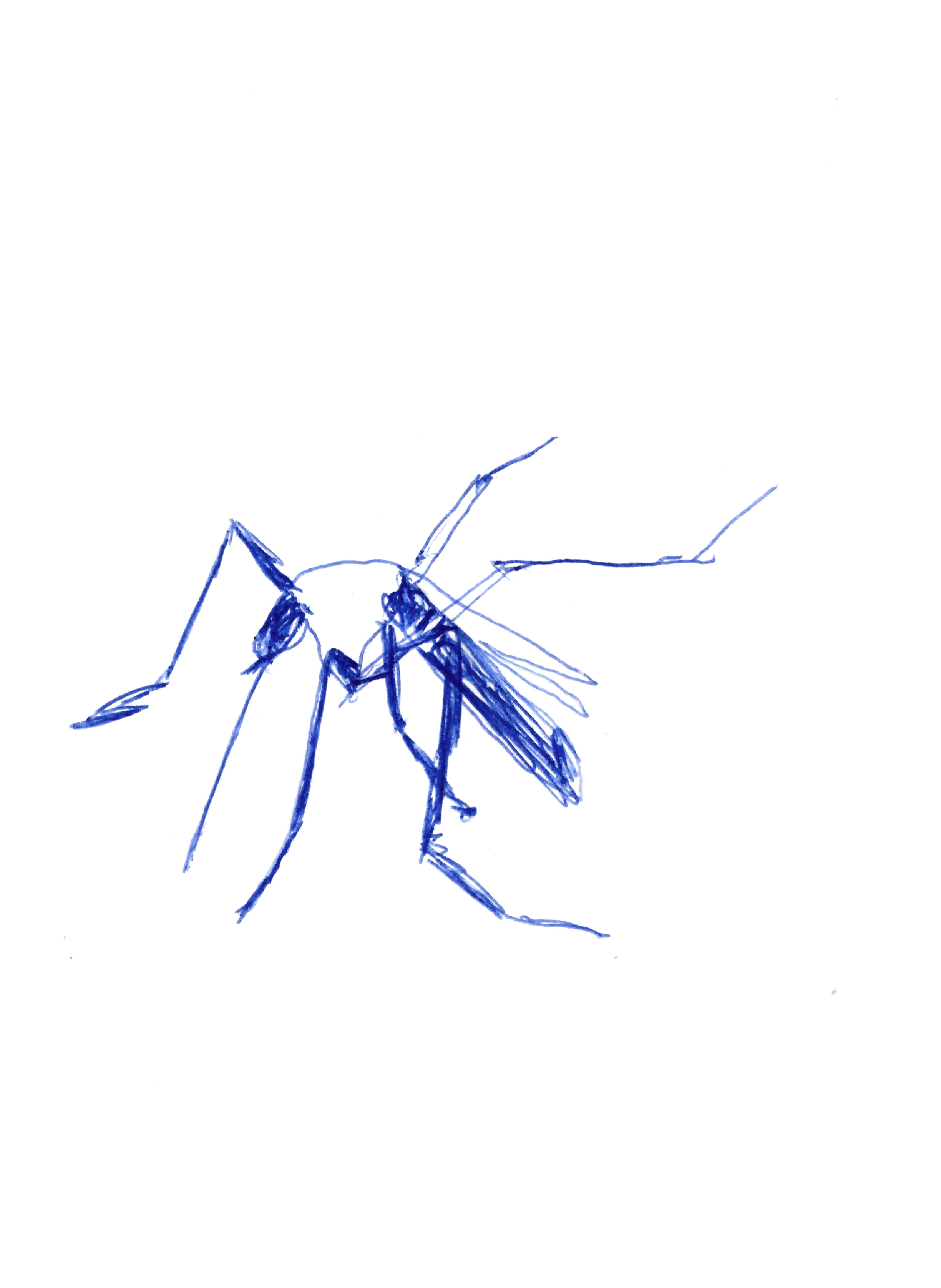 pen drawing in blue of a mosquito with a raised leg