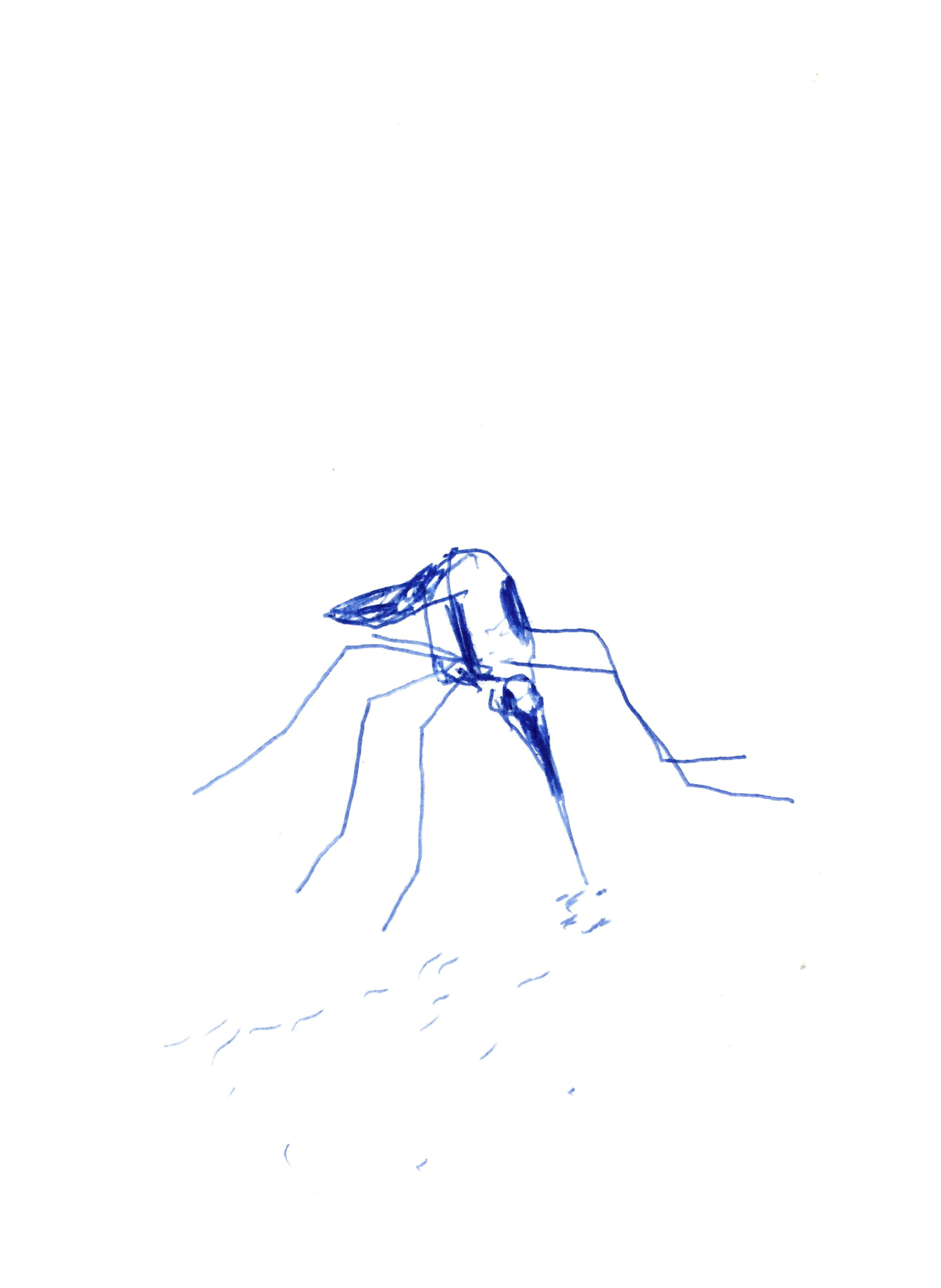pen drawing in blue of a mosquito