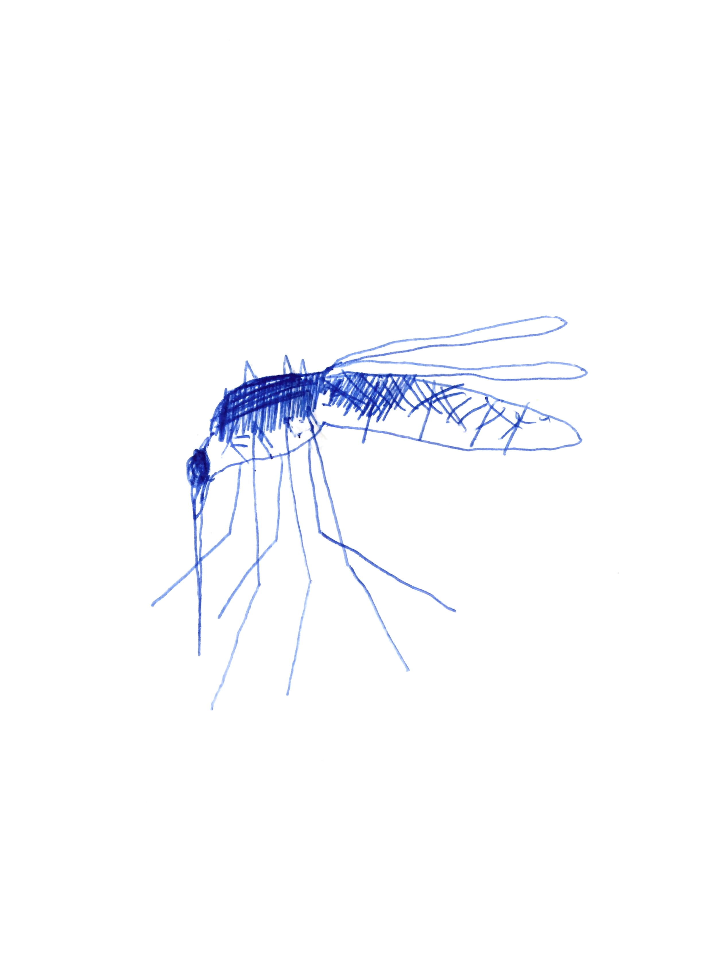 pen drawing in blue of a mosquito