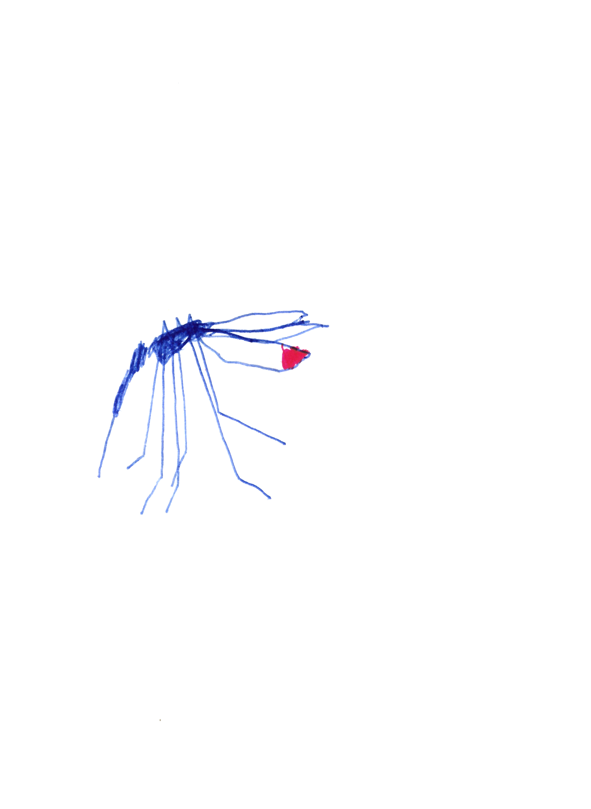 pen drawing in blue of a mosquito with a red tail