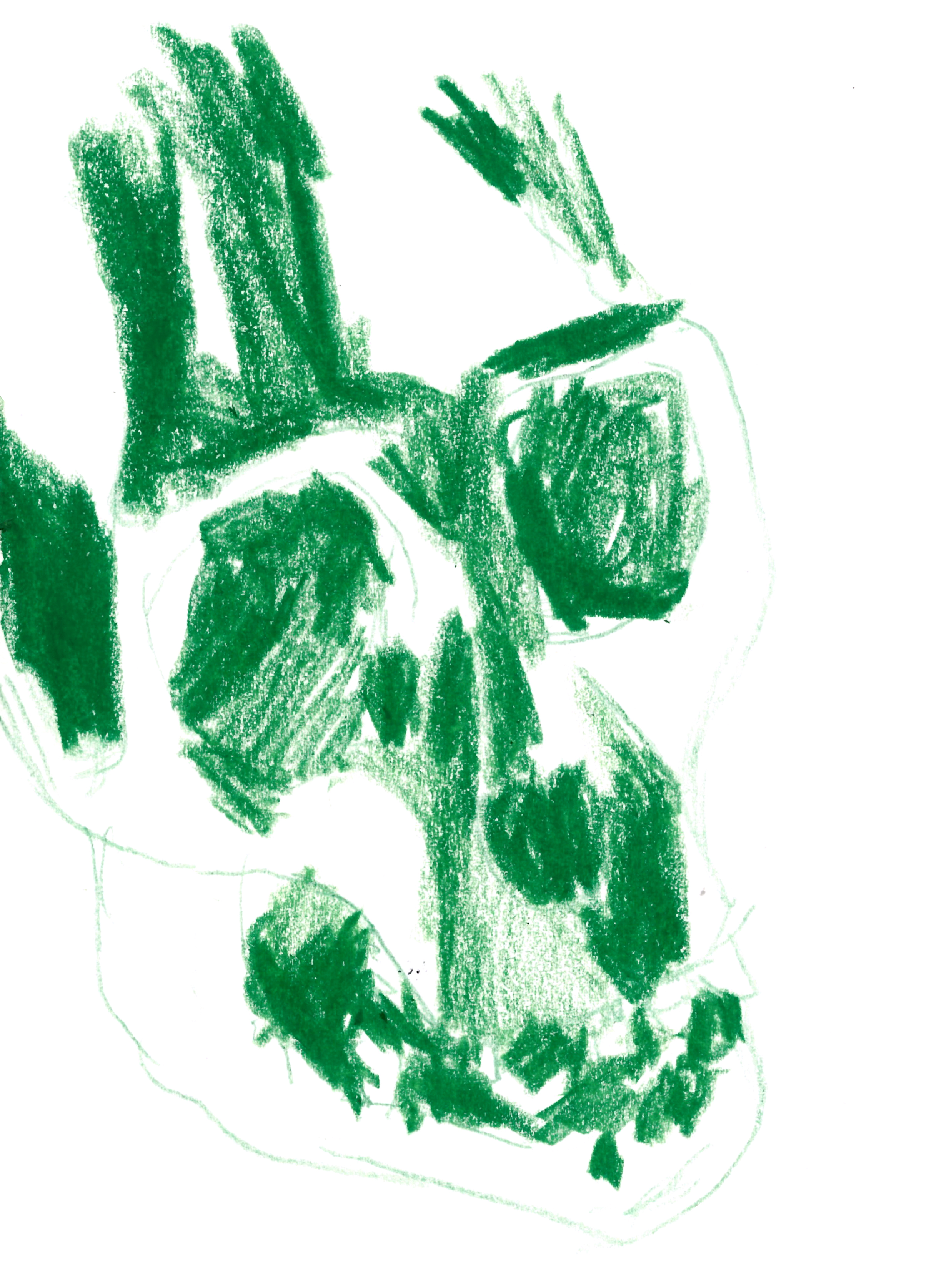 drawing in green colored pencil of a chimpanzee skull at three-quarter view with deep eye sockets