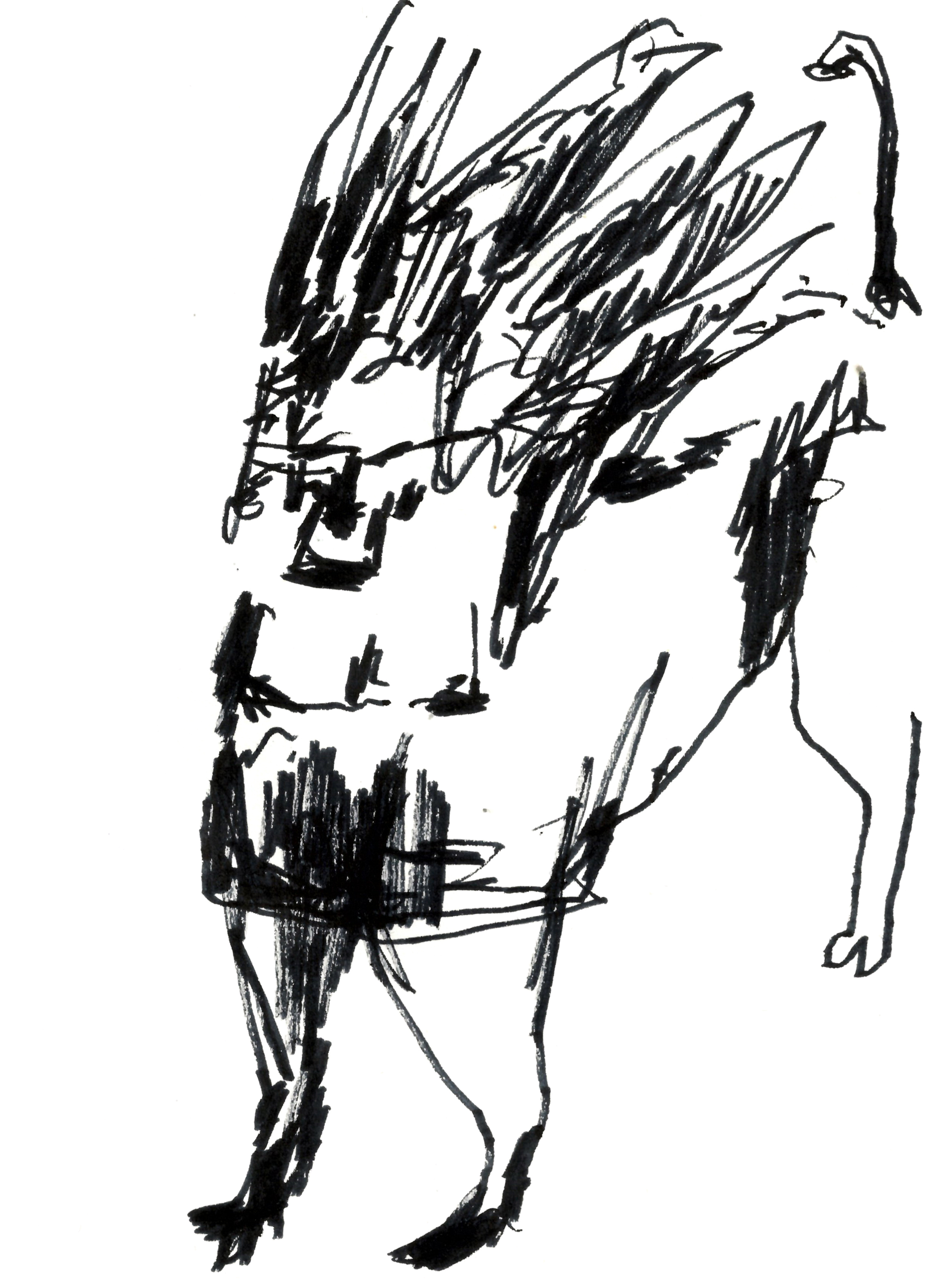 drawing in black marker of a winged figure with the body of a horse and a long tail