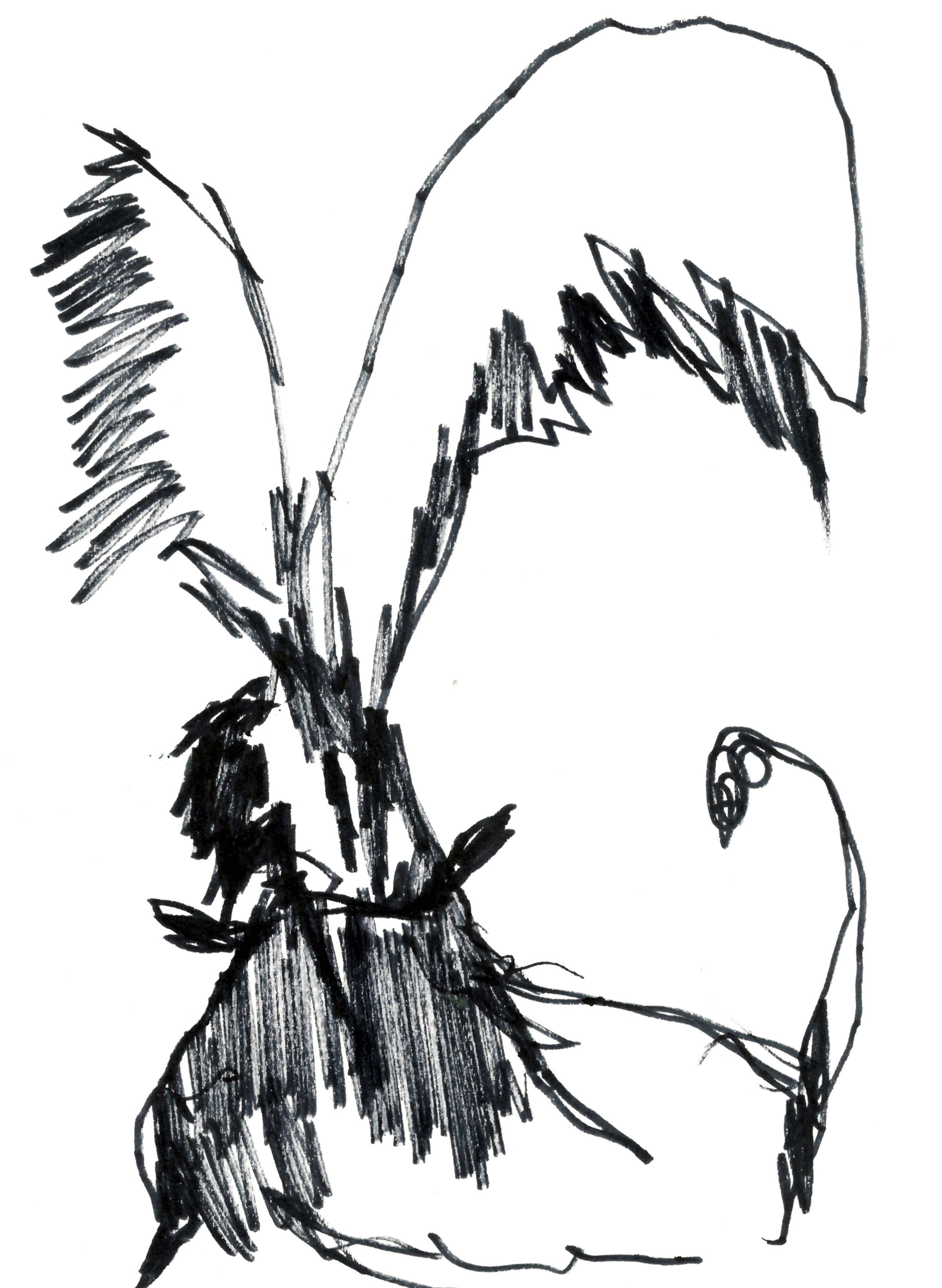 drawing in black marker of a winged figure with the body of a horse and a long tail