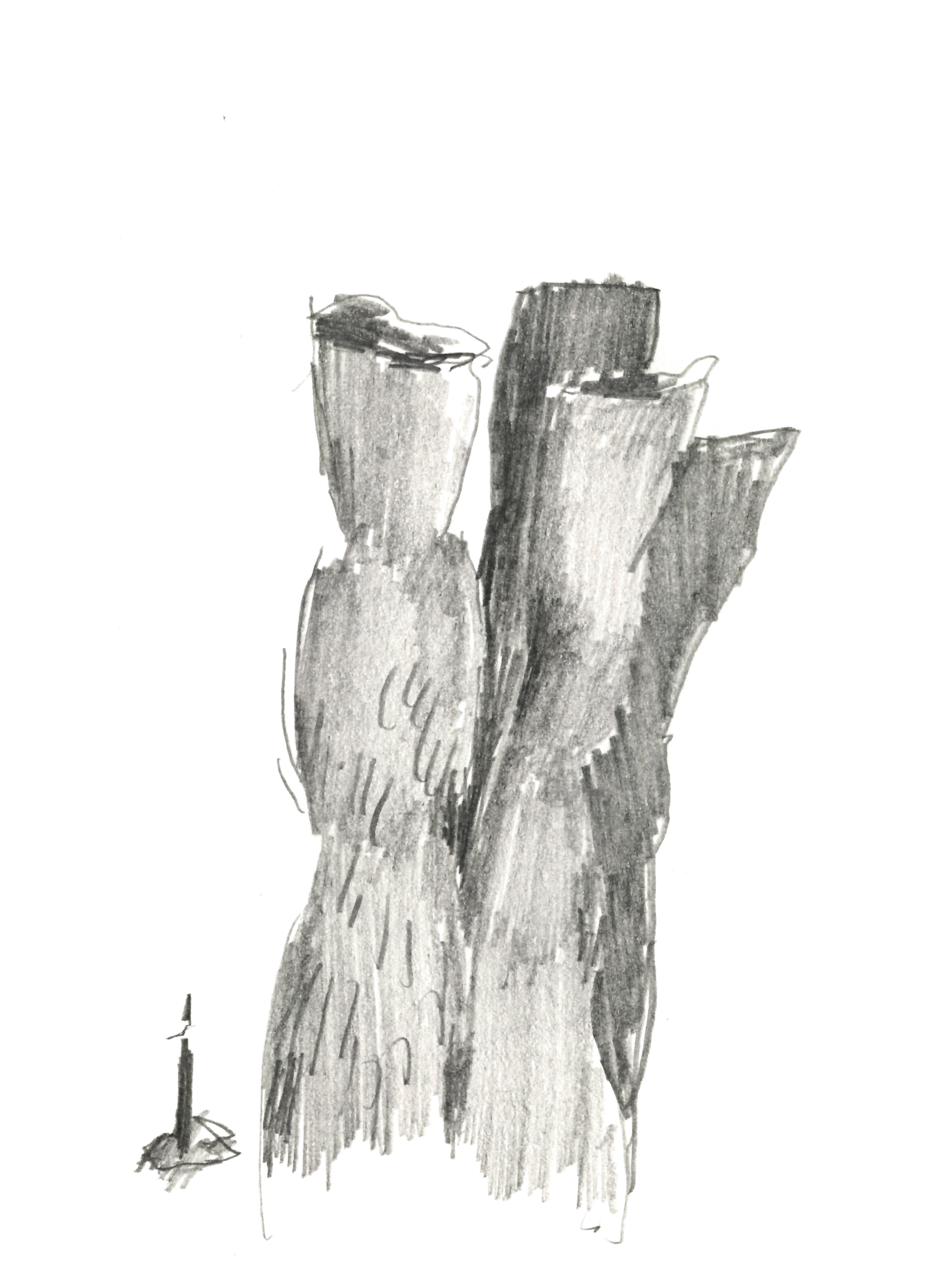 drawing in pencil of a wooden sculpture of undulating thickness and two main trunks casting a shadow from a small candle placed in front