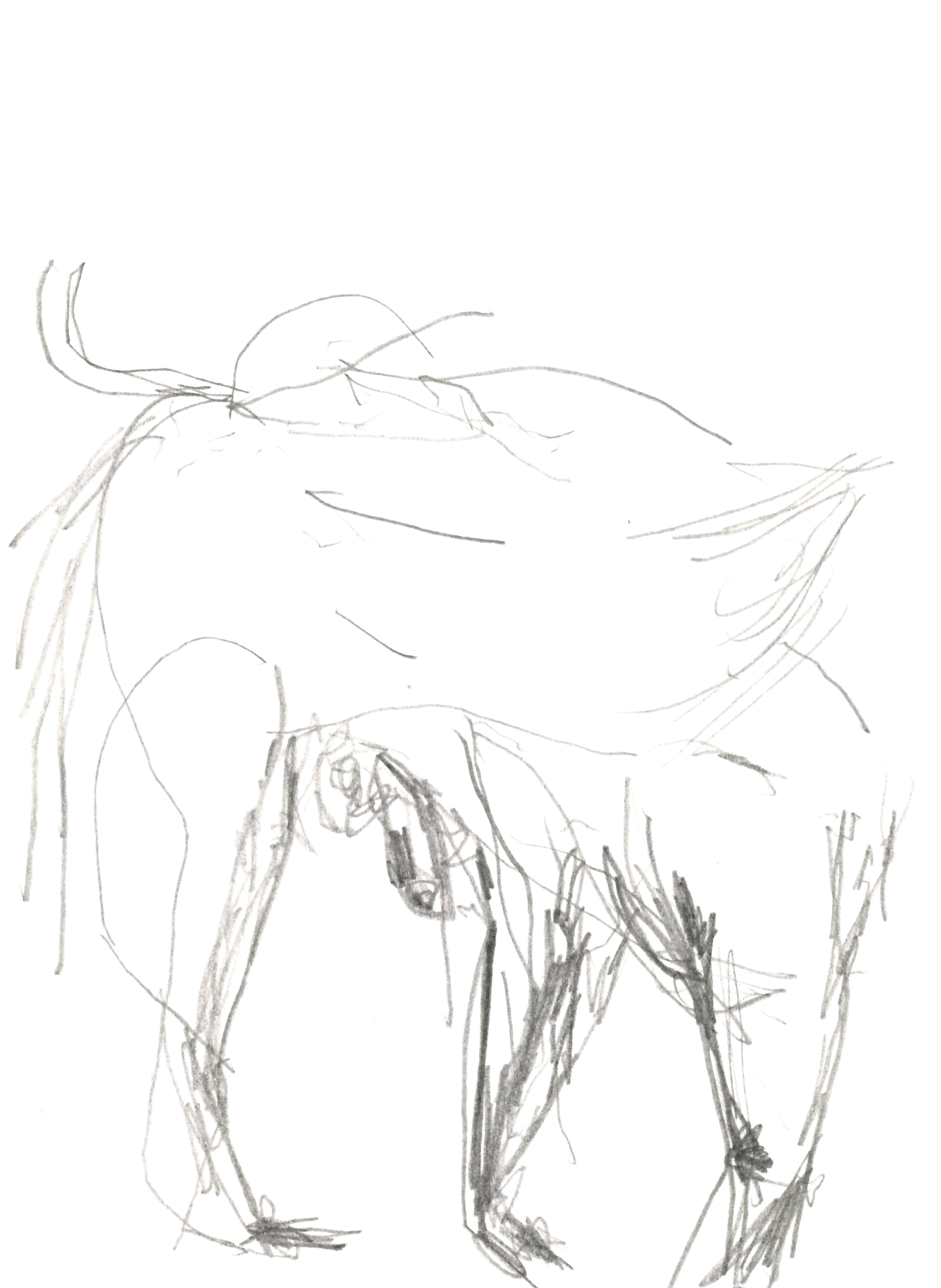 drawing in pencil of a horse's torso
