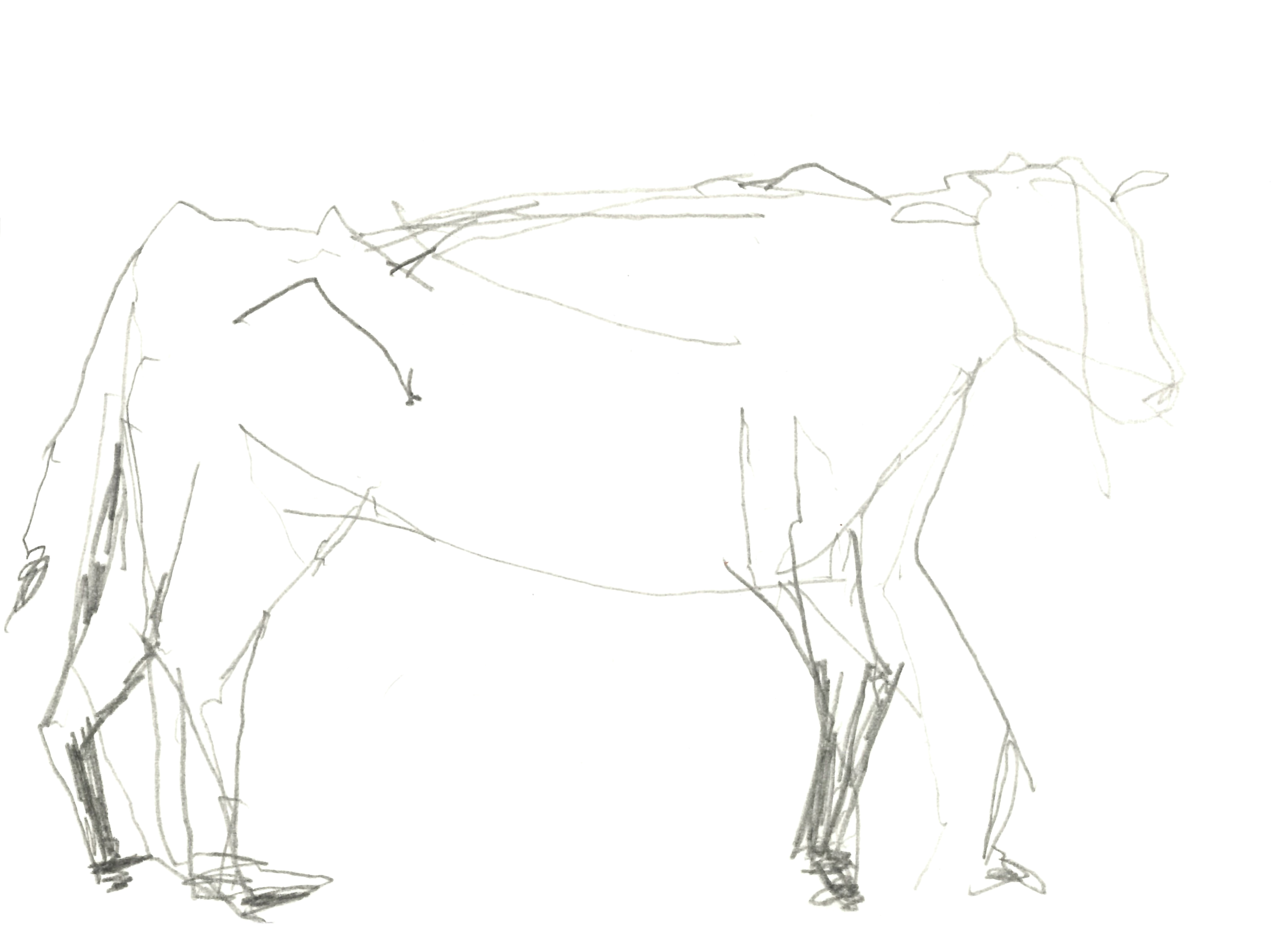 drawing in pencil of a young calf, without great detail