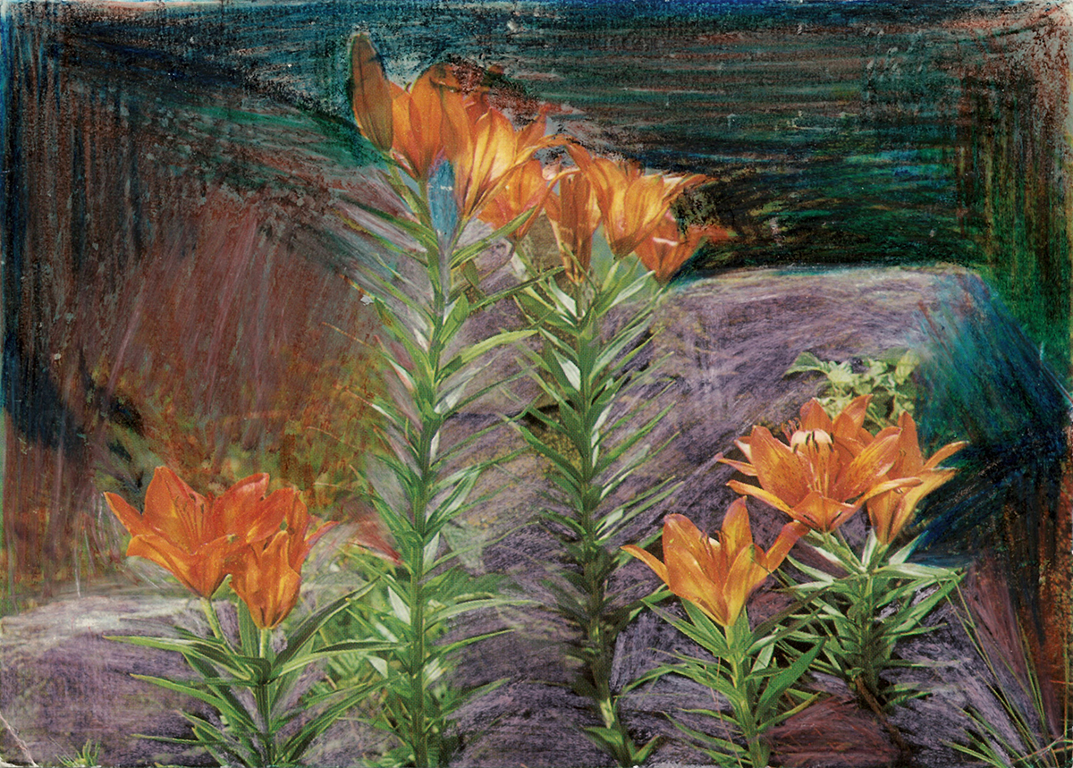 a photograph of orange wildflowers with tall green stems whose background is filled with blue and purple fields in colored pencil
