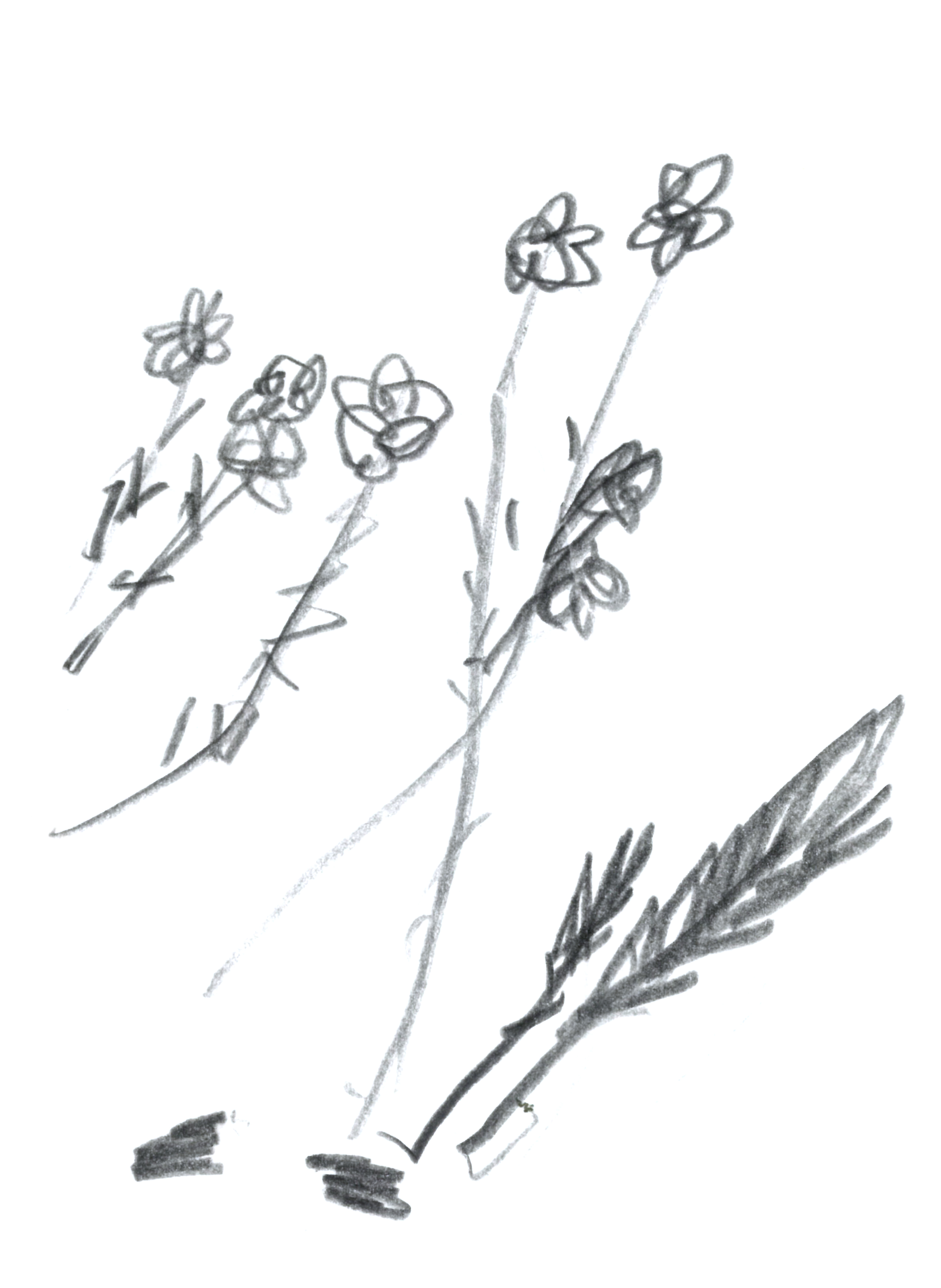 drawing in pencil of some flowers with stems and a long reed at the bottom right