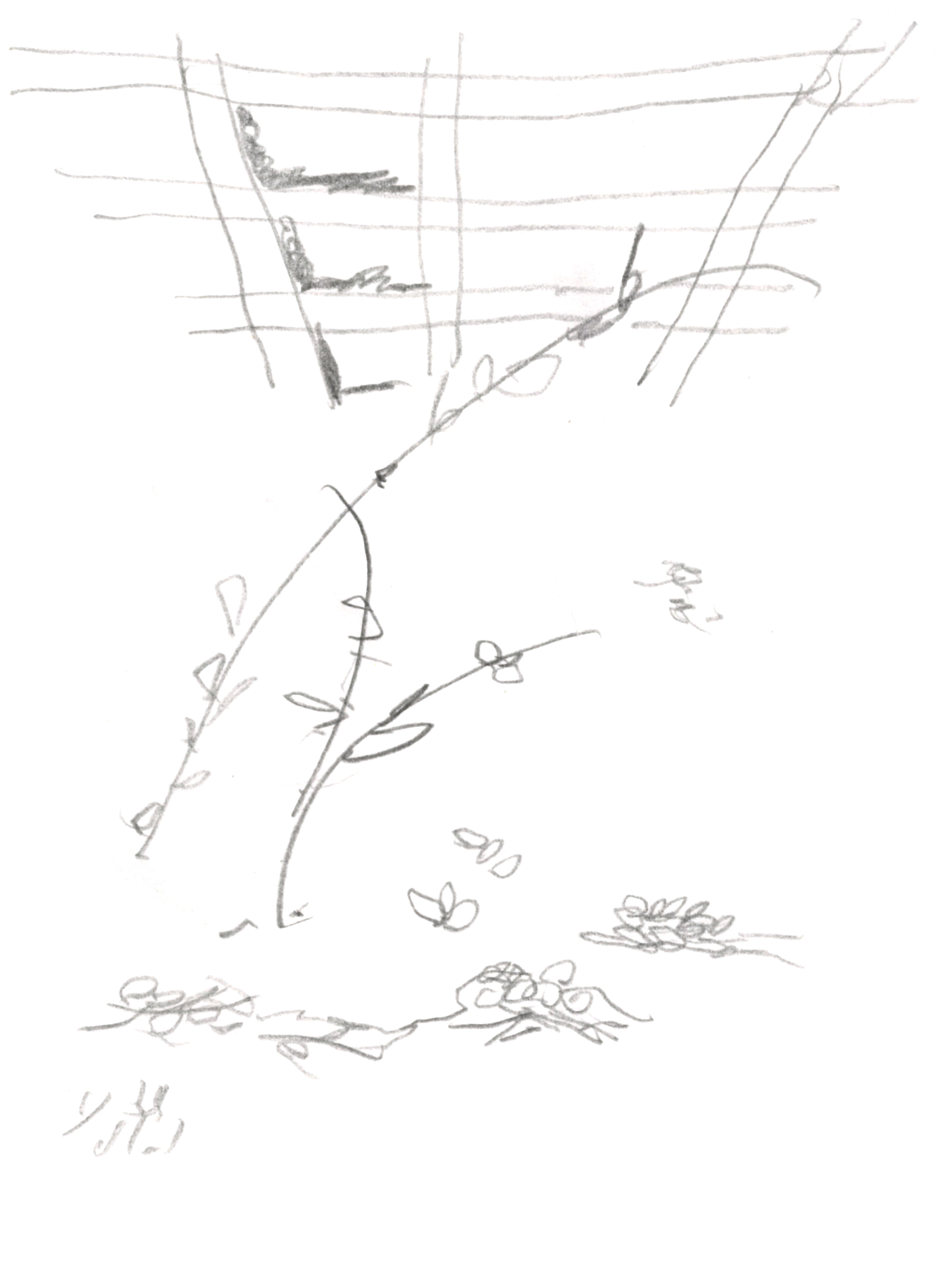drawing in pencil of sparse twigs and grasses beneath a coffered ceiling