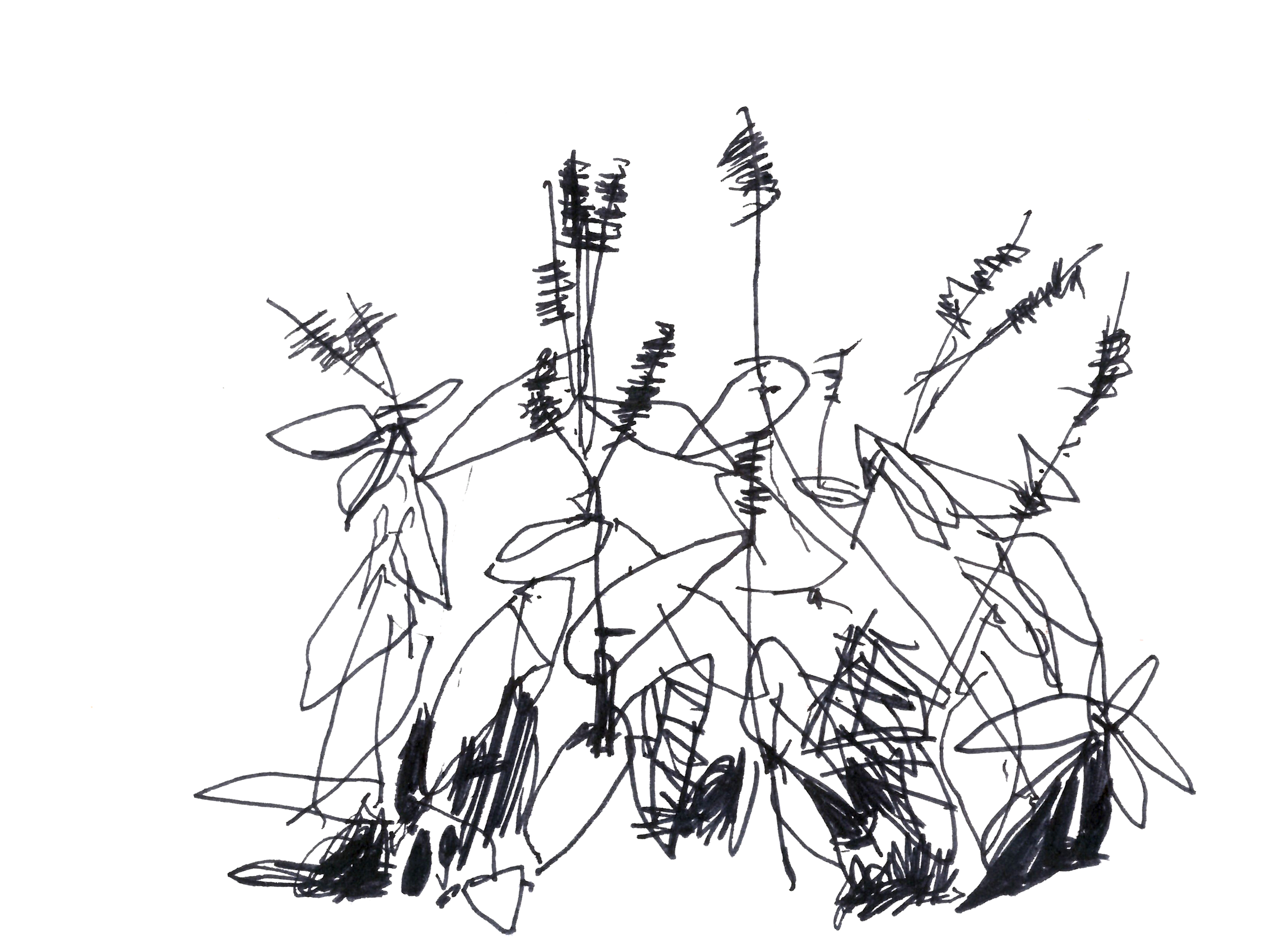 pen drawing in black of a tangle of plants with small hatched flowers at the tips of stems and larger leaves below