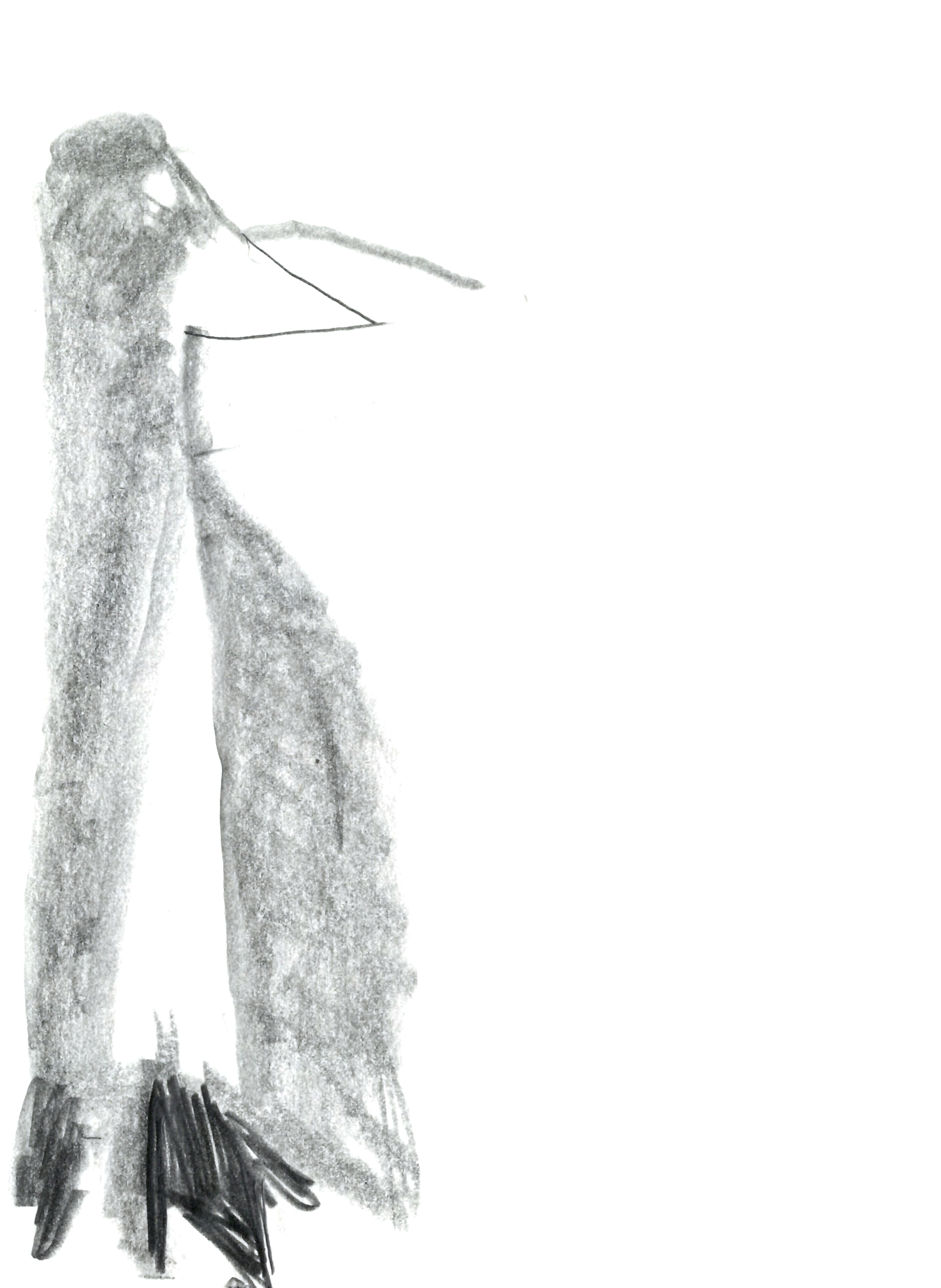 drawing in pencil of a bird standing upright, its beak pointed to the right of the page