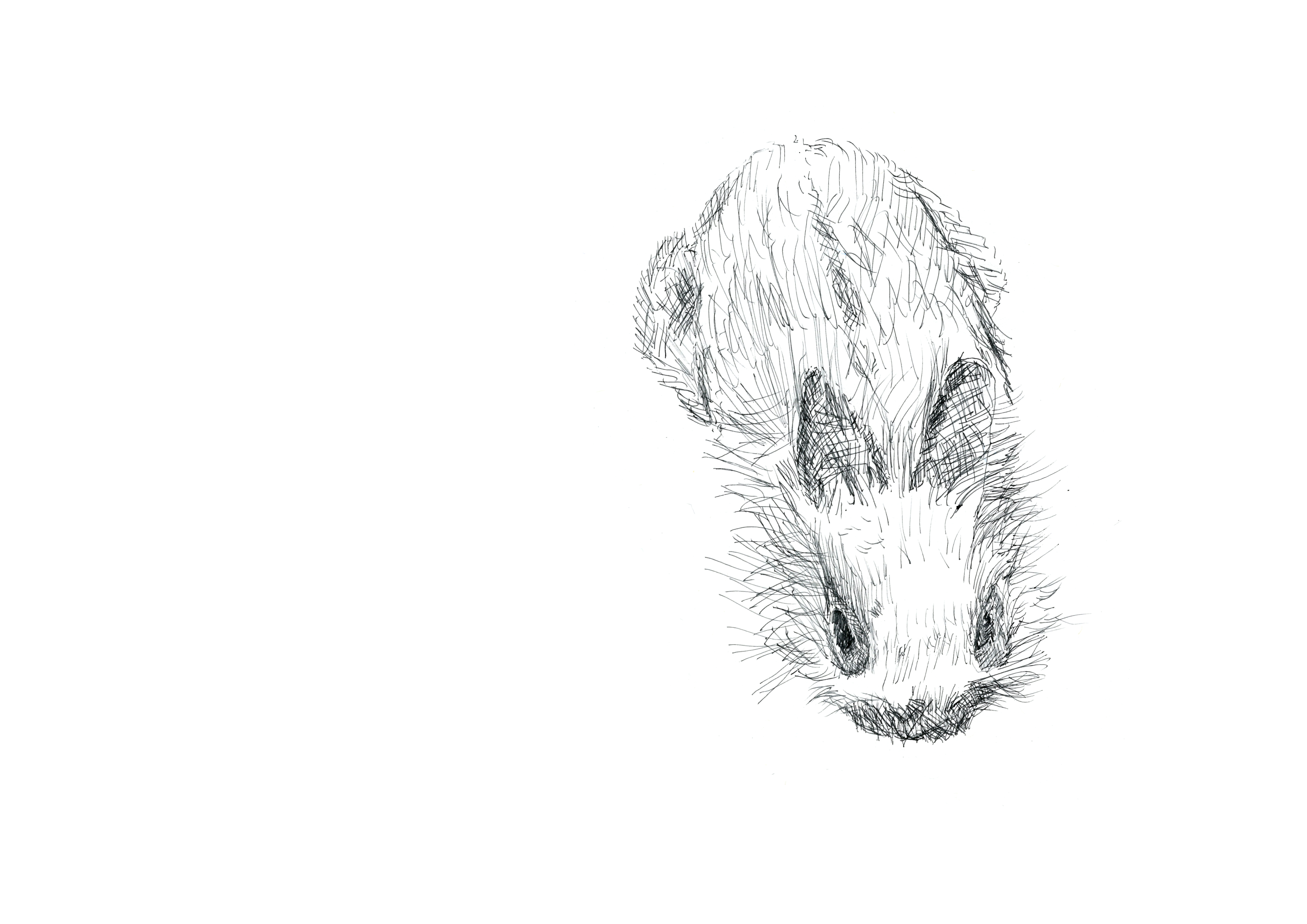 drawing in black pen of a white bunny with dark black rings around its eyes and black ears