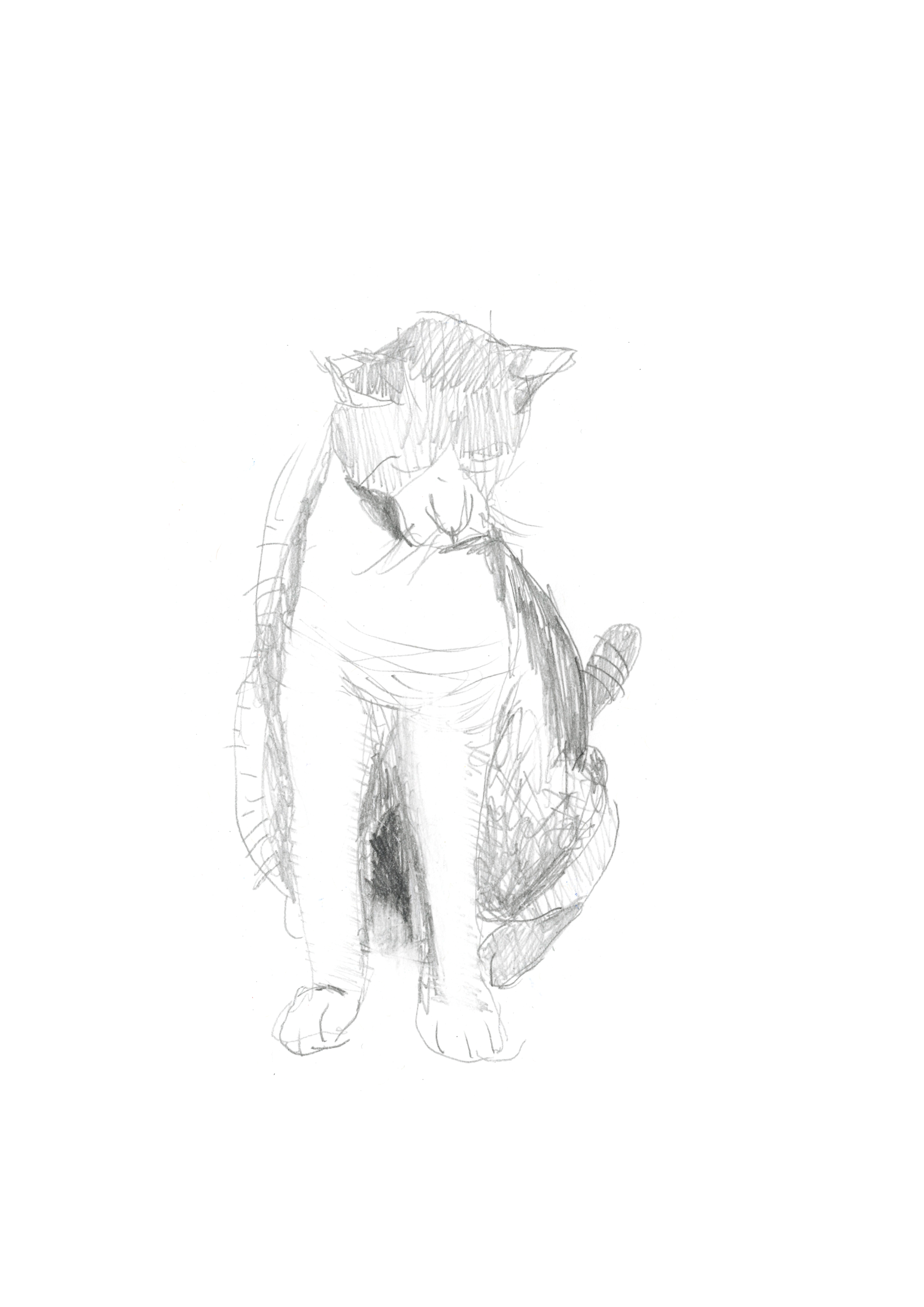 drawing in pencil of a demure cat sitting upright with its eyes closed and head tilted