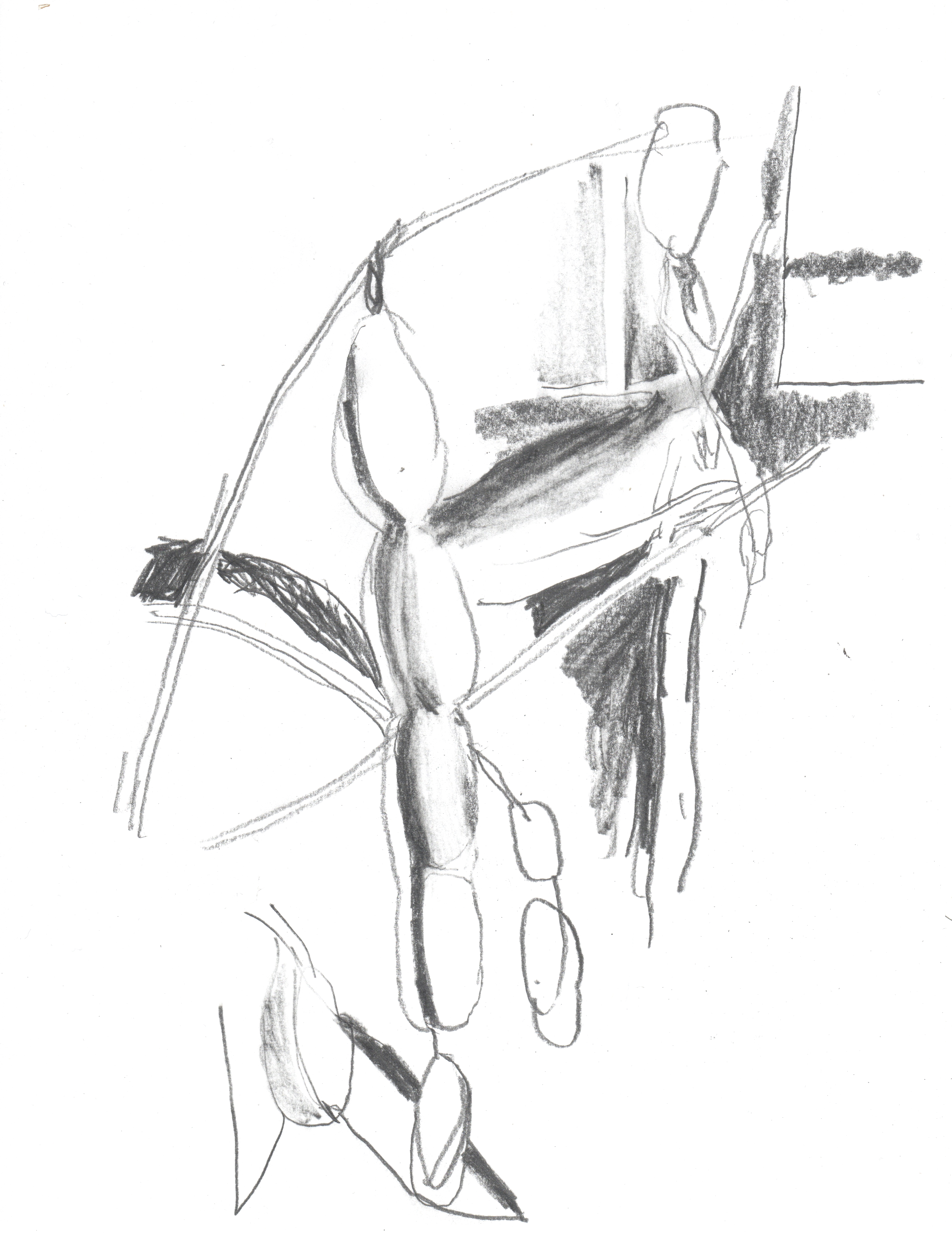 pencil drawing of peas in a pod hanging from a small branch