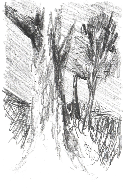 pencil drawing of some trees in a field, one closer and two further away under a gray sky