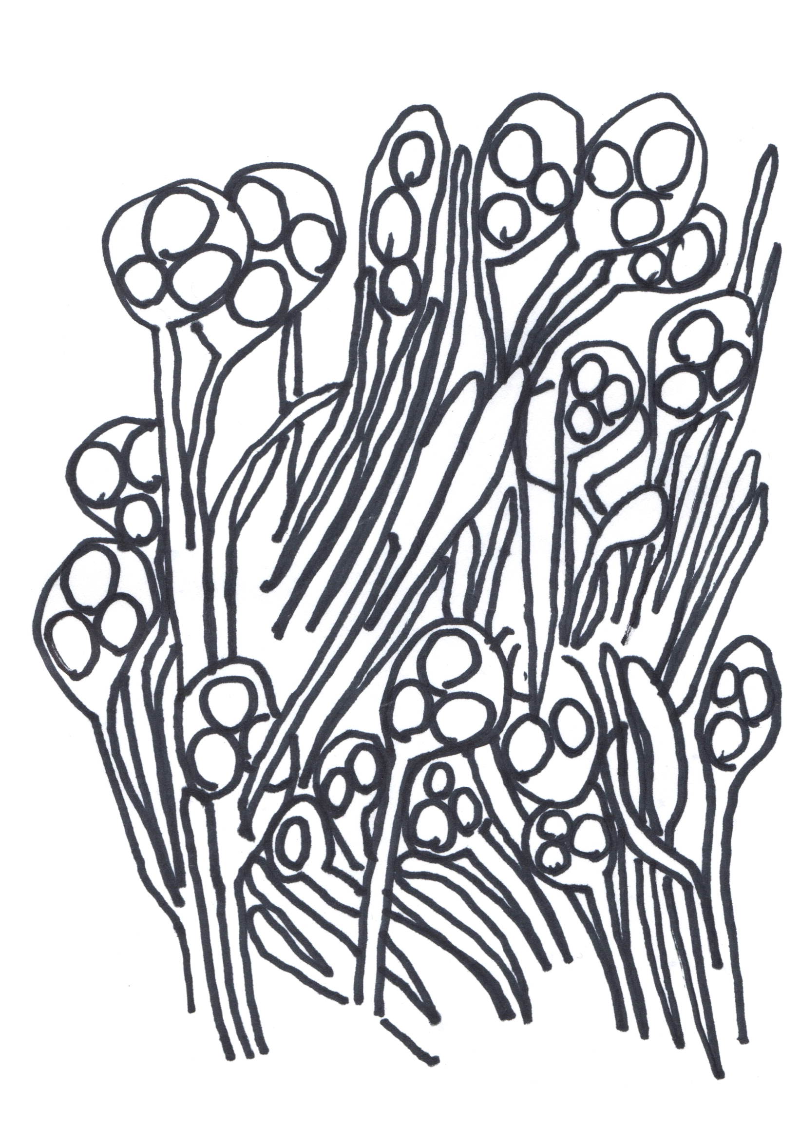 drawing in black marker of a field of plants, some with small heads and other like reeds