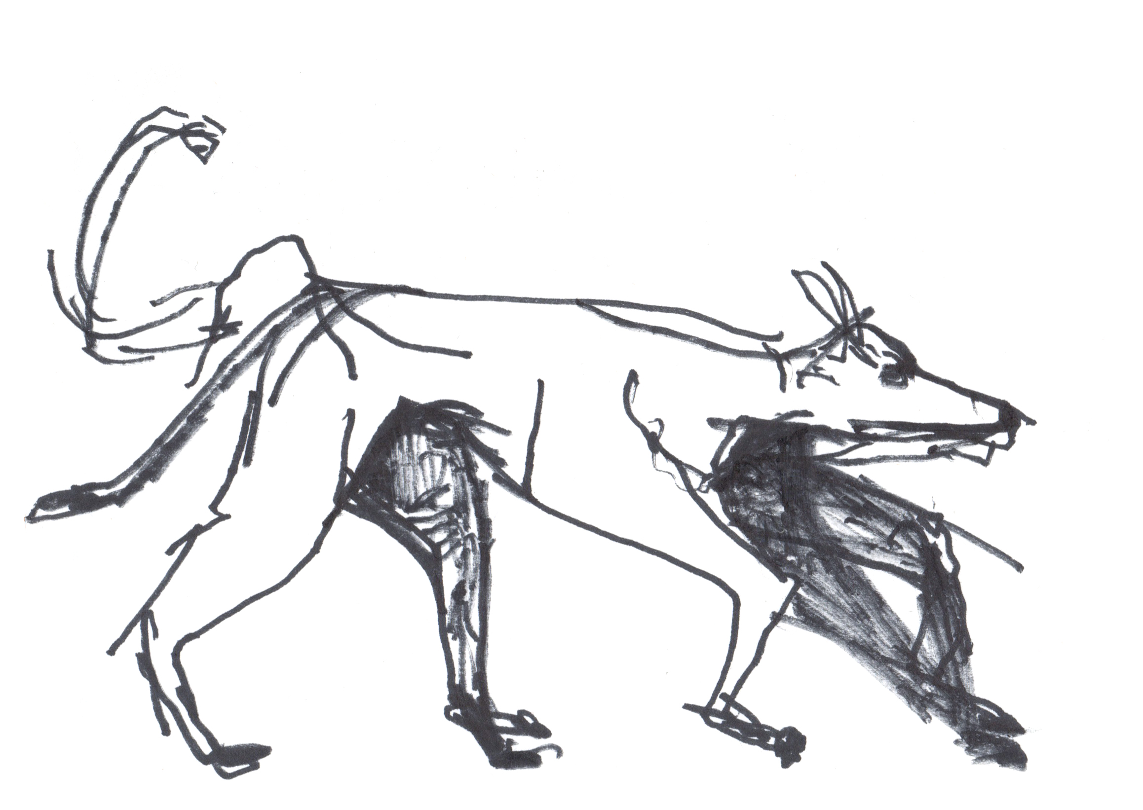 drawing in black marker of a greyhound dog from the side