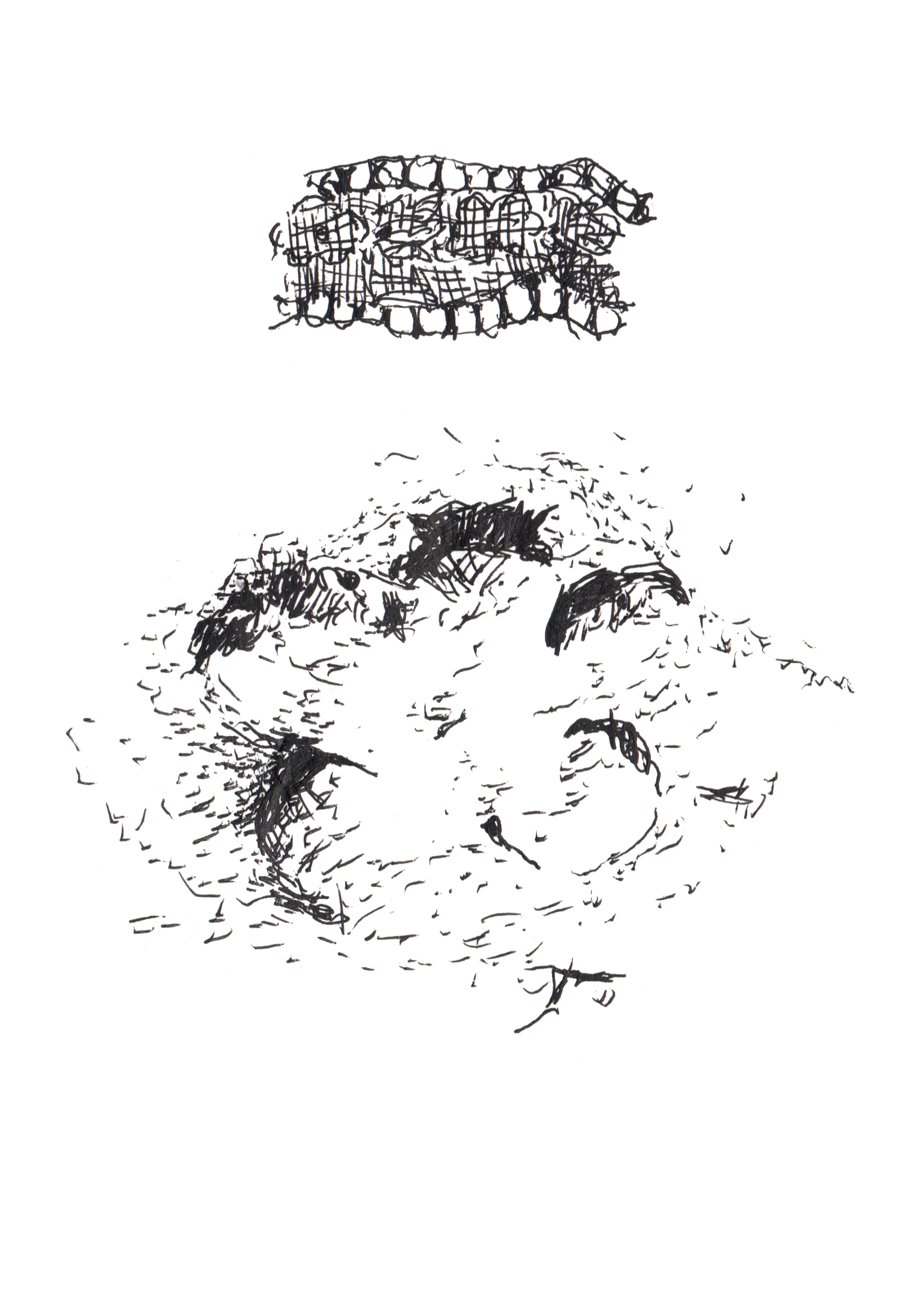 drawing in pen of a fabric pattern of stars and hatches above a stippled drawing of a five-petaled flower