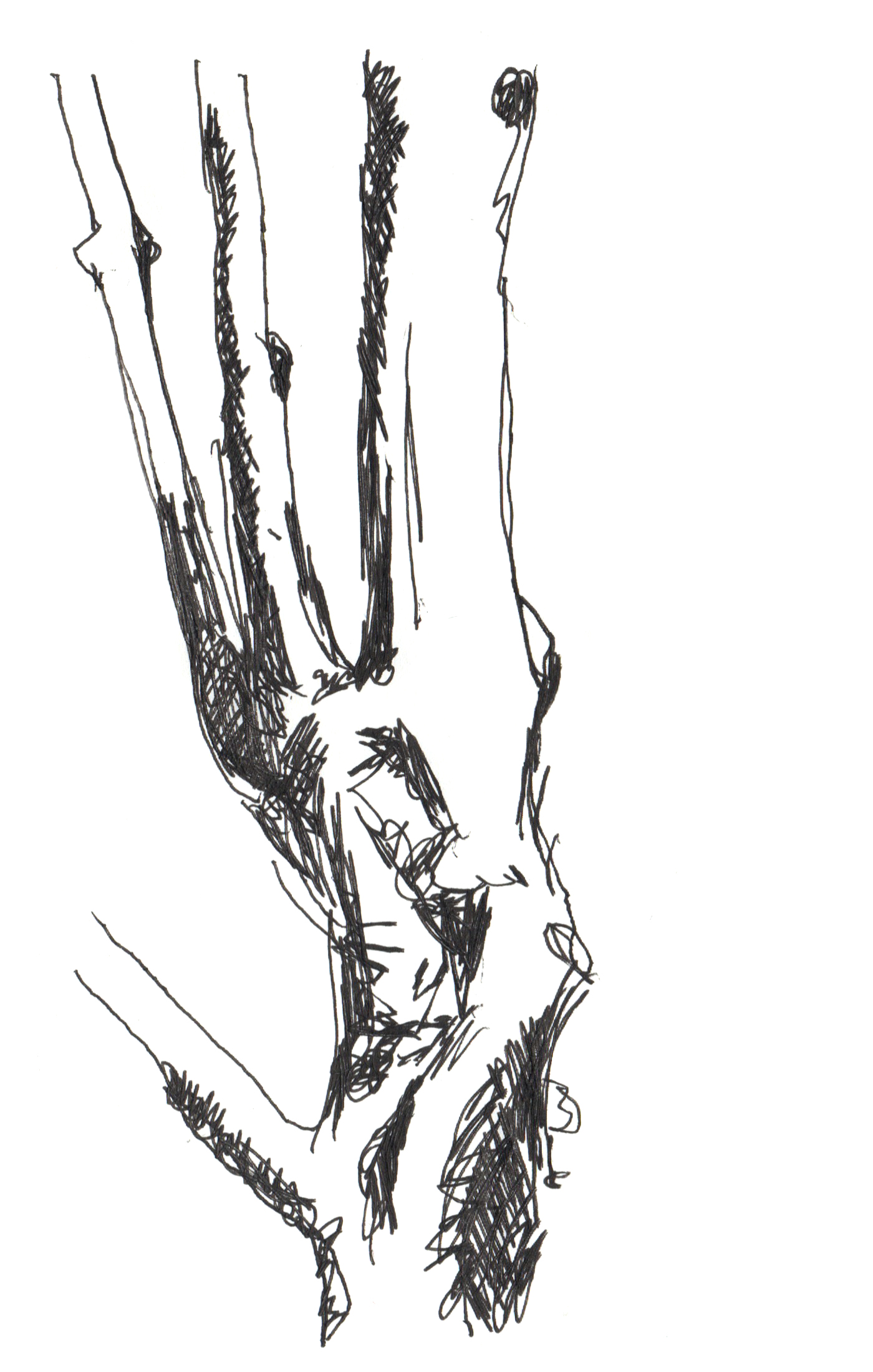 pen drawing of a tree trunk splitting into smaller branches above