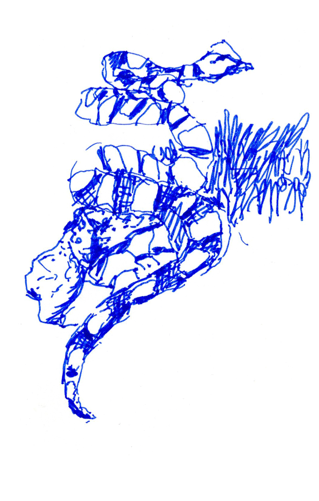 drawing in blue pen of a snake in the grass