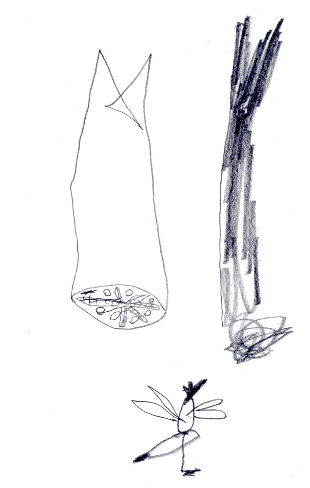 drawing in pencil of a vegetable cut in the short direction, some root adjacent to it, and a small gnat below standing on one leg