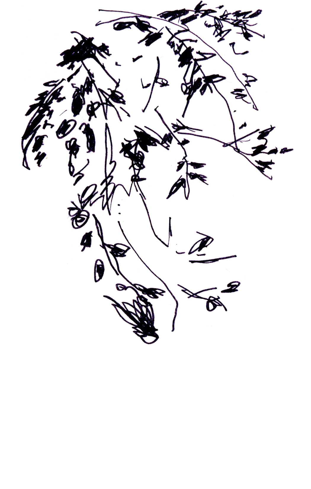 drawing in black pen of some branches and leaves hanging down