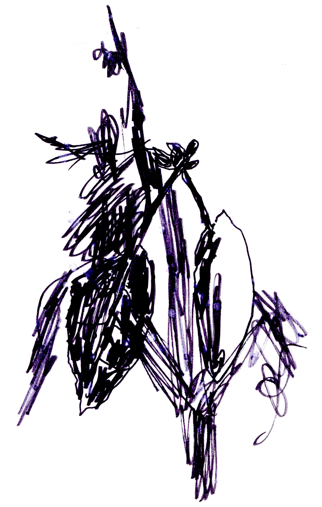 drawing in black pen of a branch and some leaves