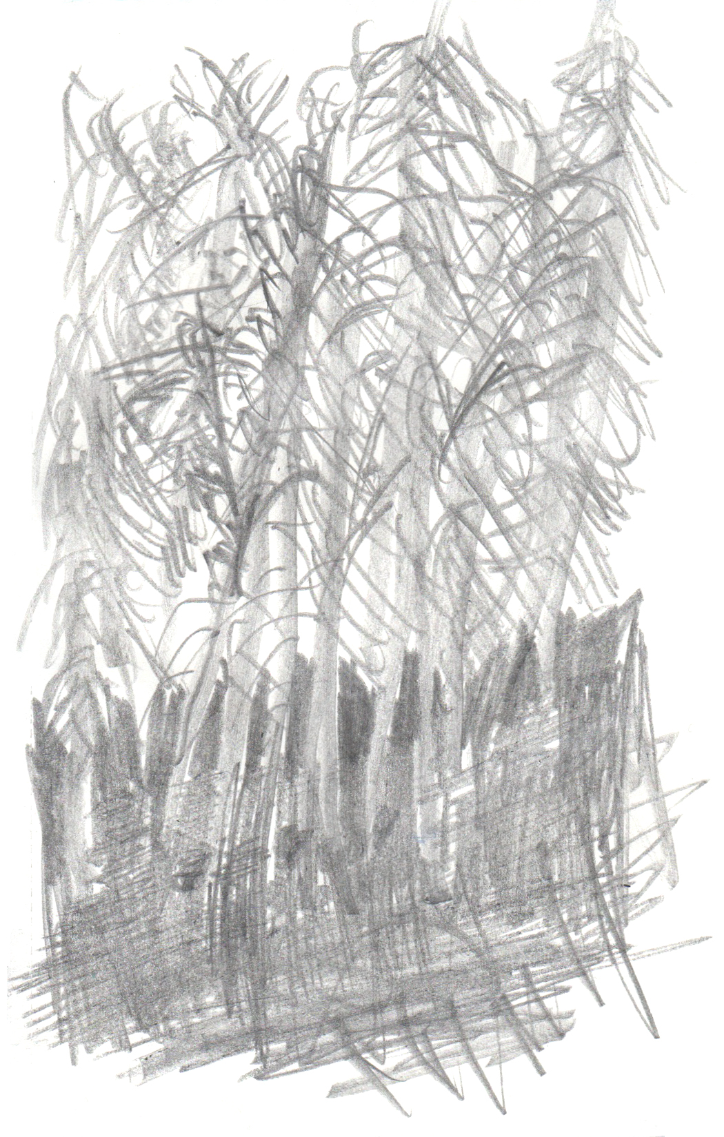 drawing in pencil of a group of trees rising up from a dark ground
