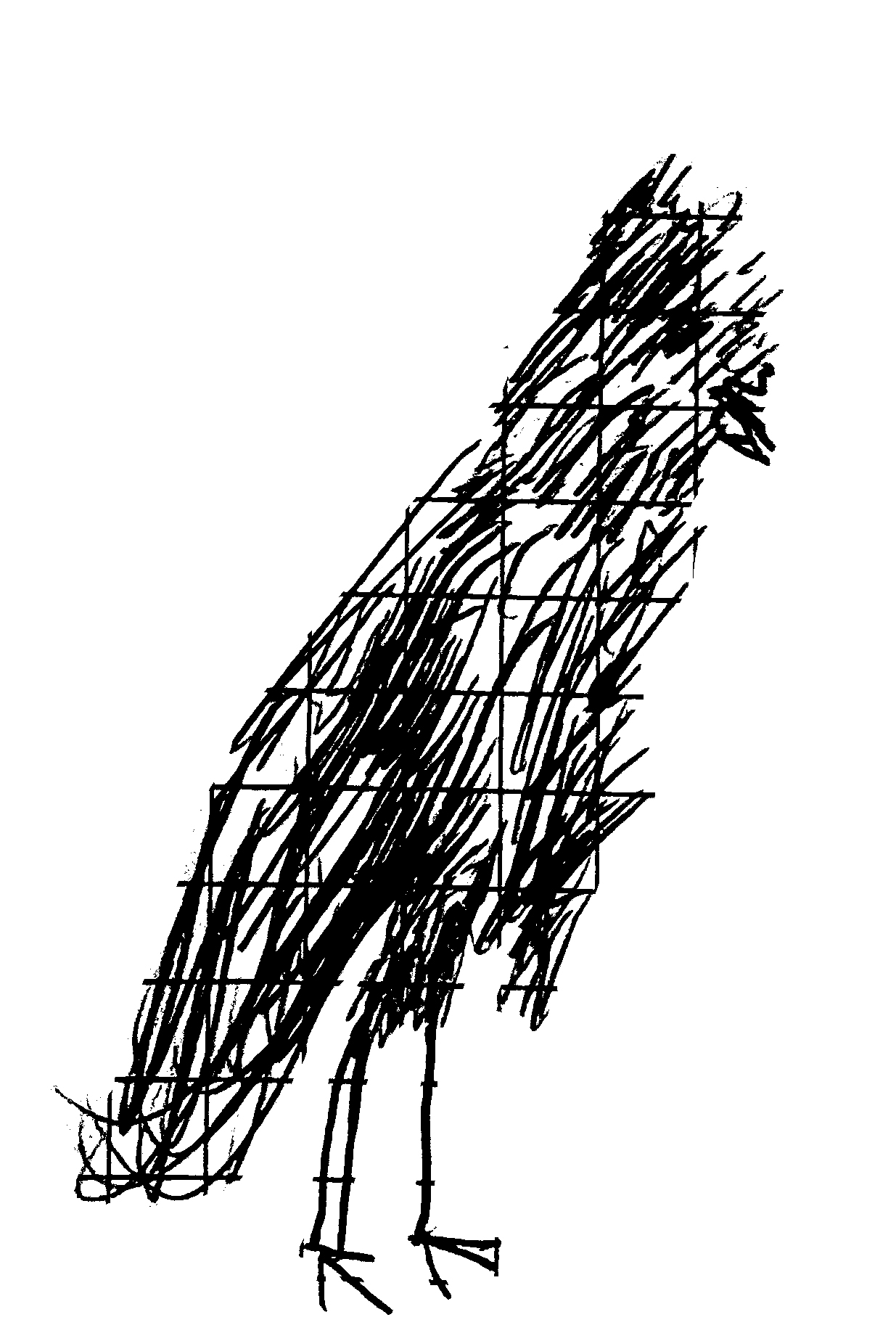 drawing with black lines of a bird, with a faint grid beneath the dense strokes