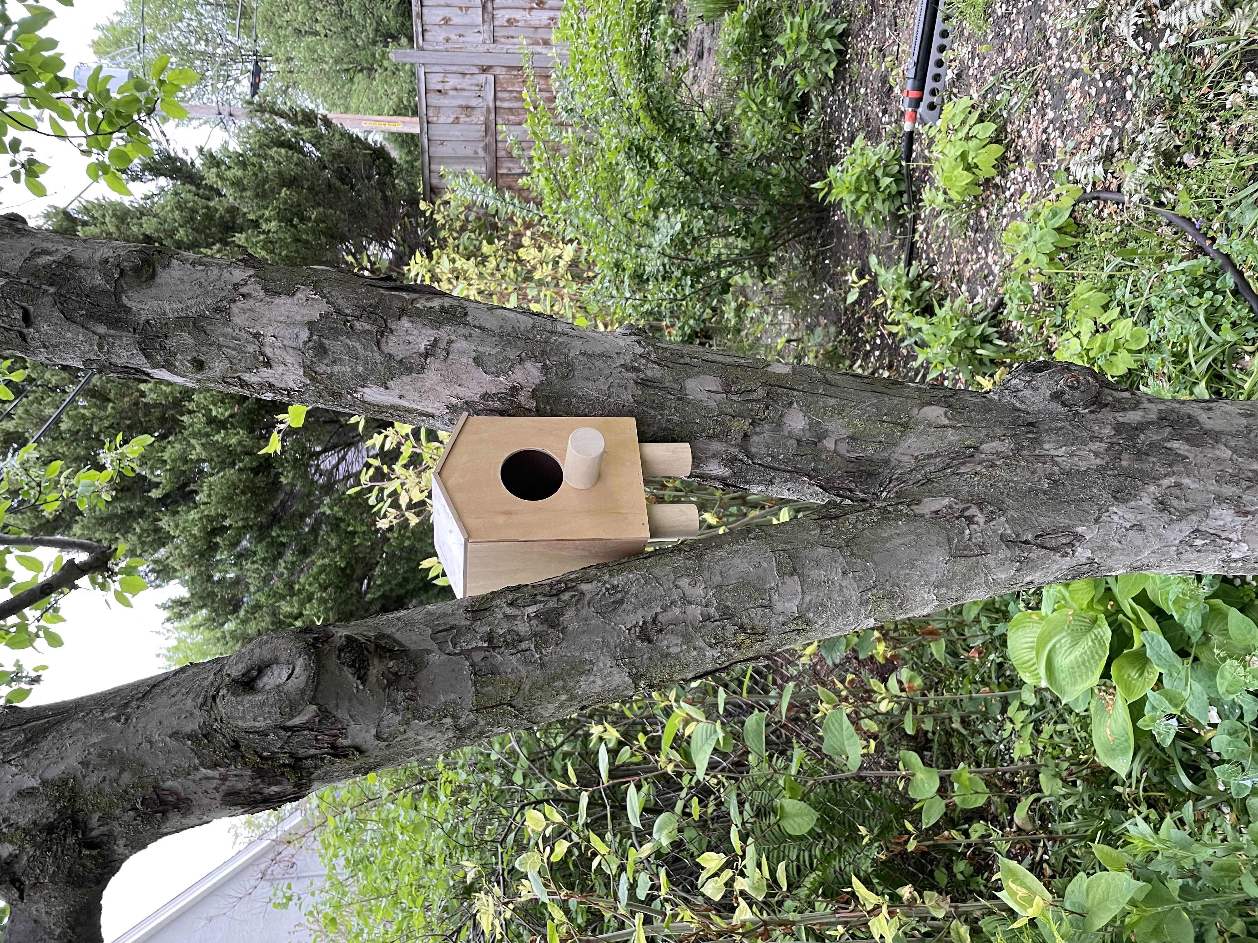 photo of a birdhouse in the split of a tree. it is made of light wood with a chunky perch for birds, and a circular opening which leads to a dark interior