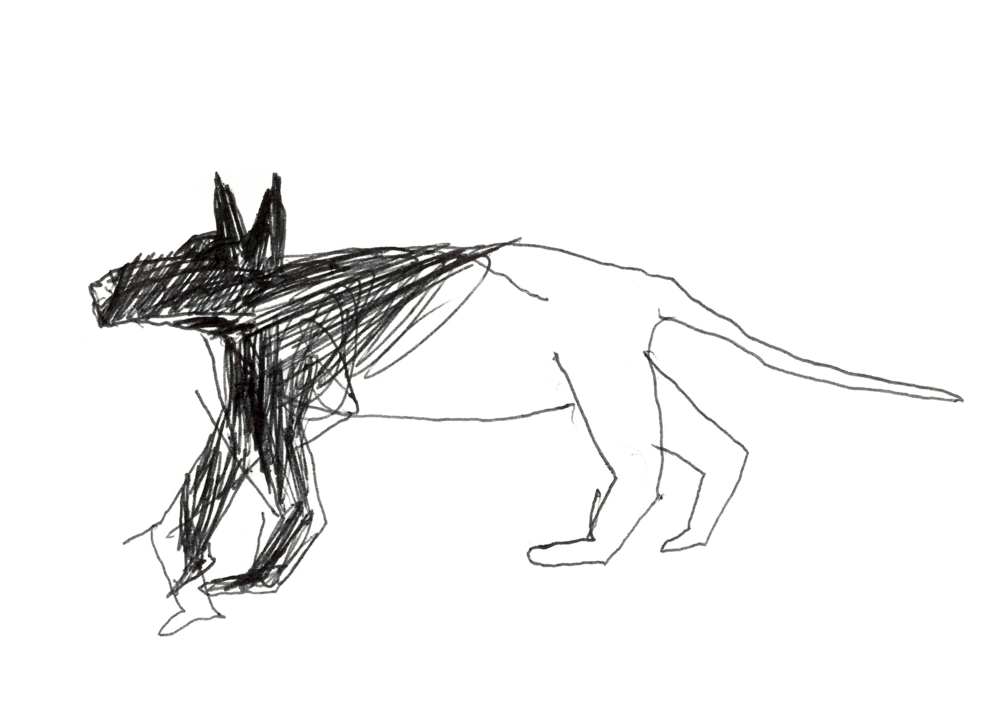 pen drawing in black of a dog walking to the left, its front half drawn in black and its rear drawn with only outlines