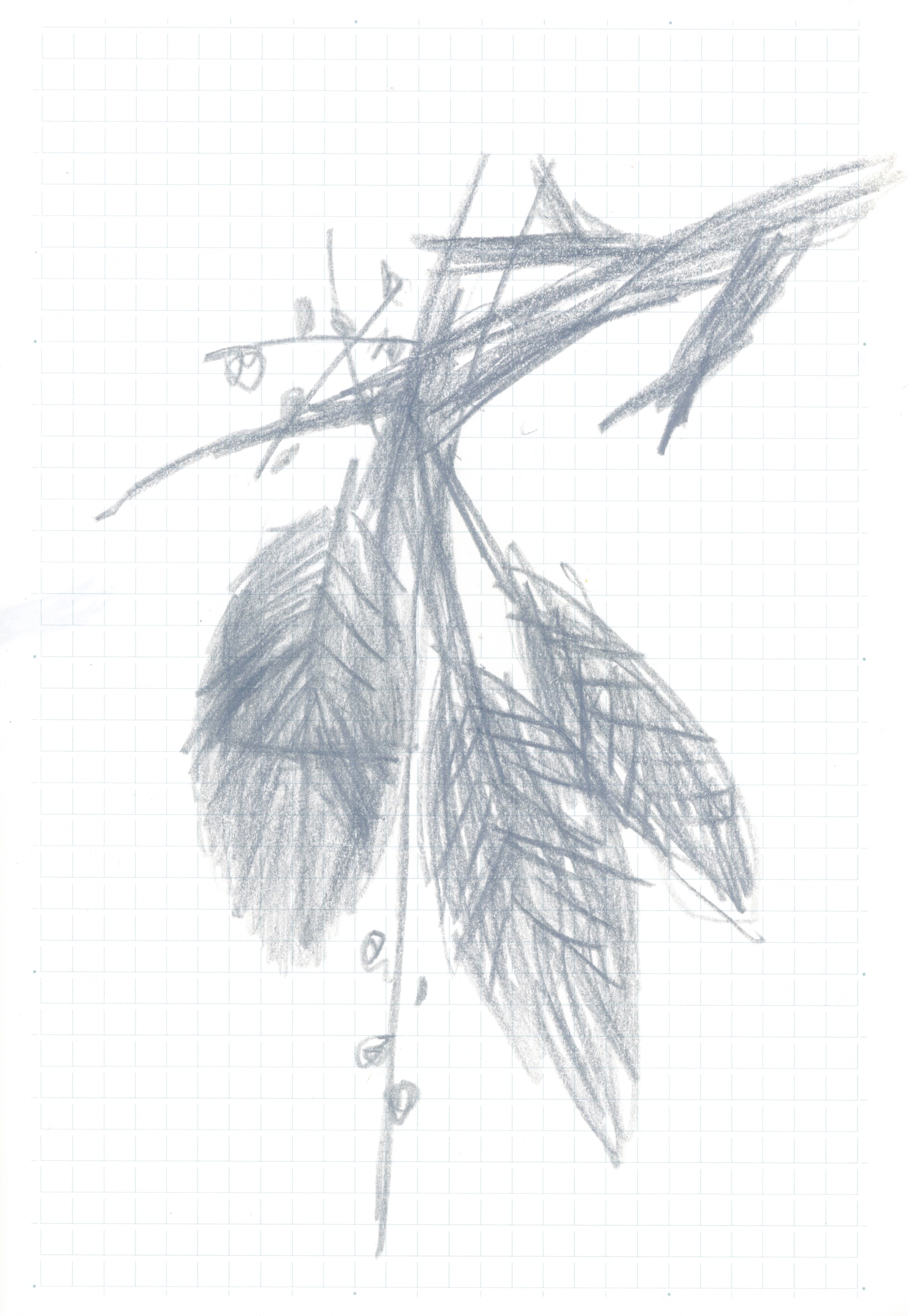 pencil drawing of a branch with three leaves and berries