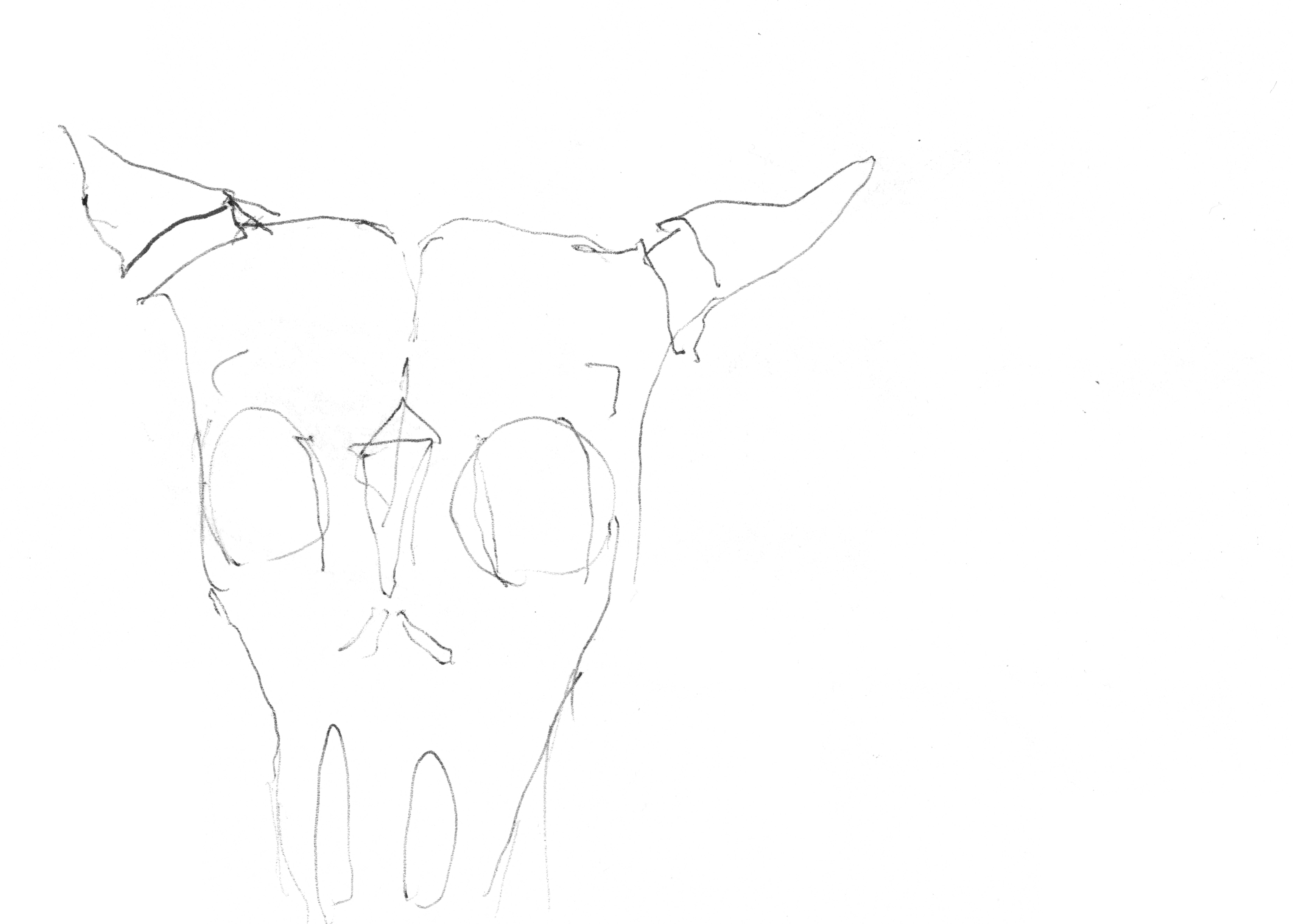 pen drawing of an ox-skull with big eyes and small horns