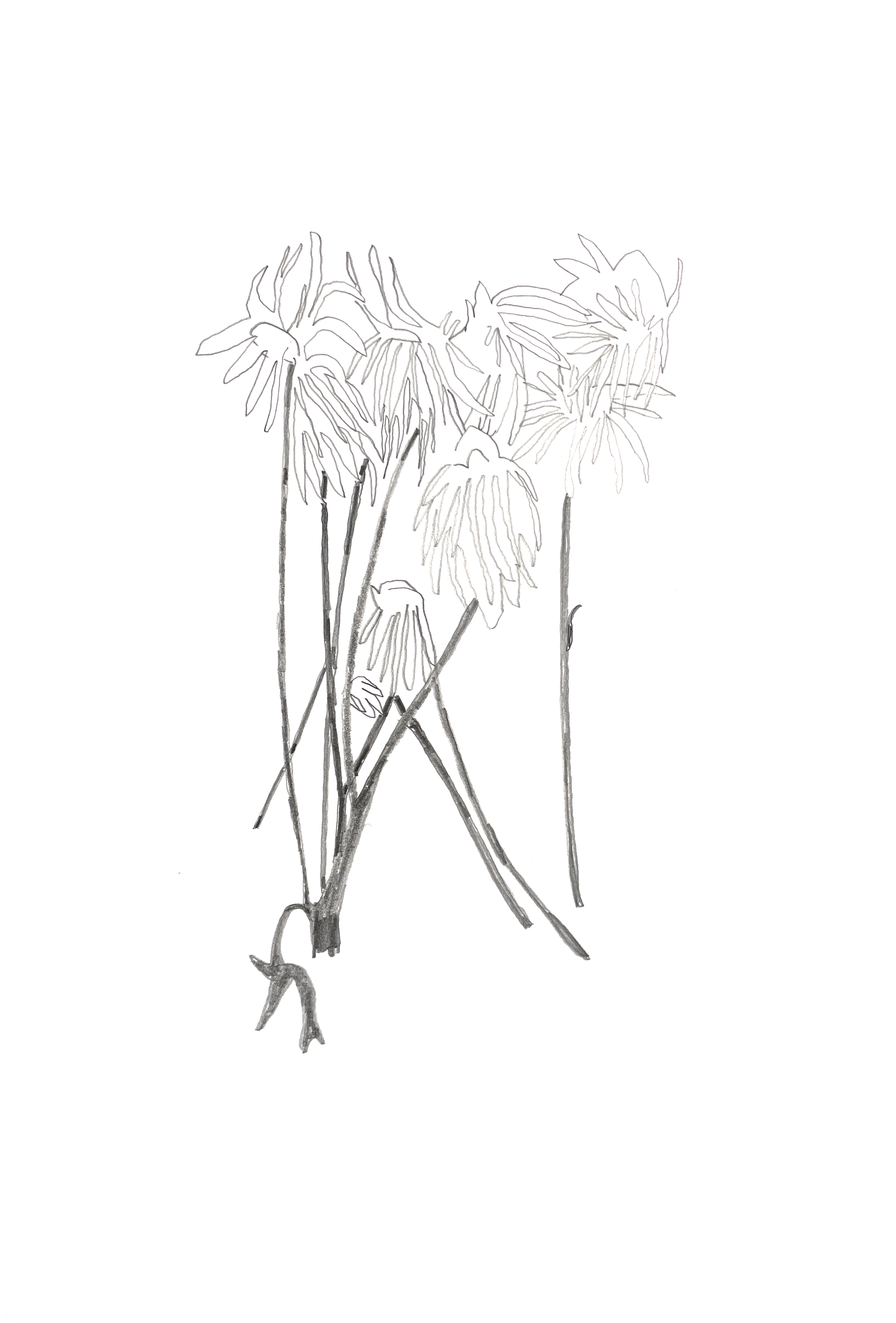 pencil drawing of bundle of dead flowers