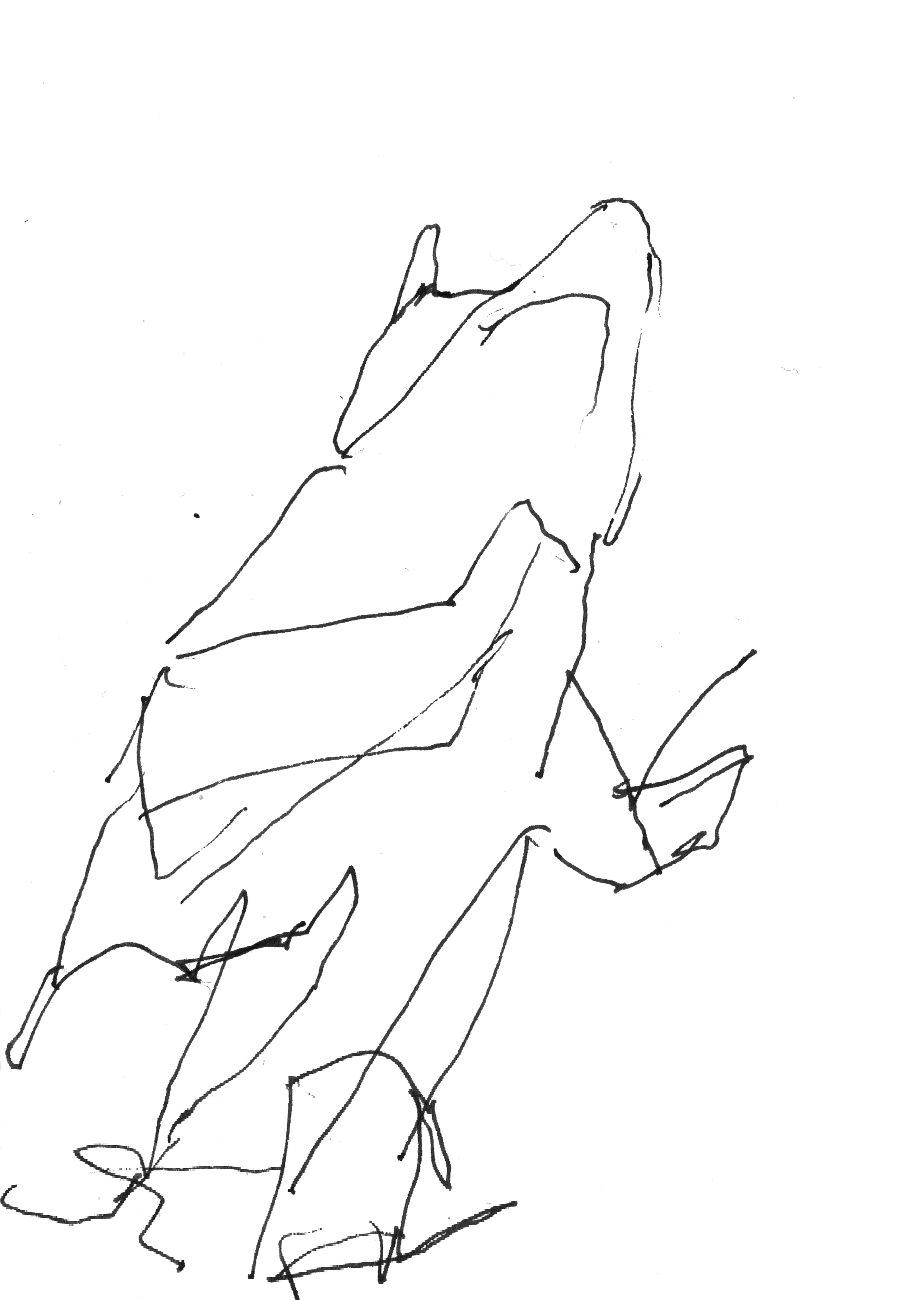 pen drawing of the underside of a dog, from below