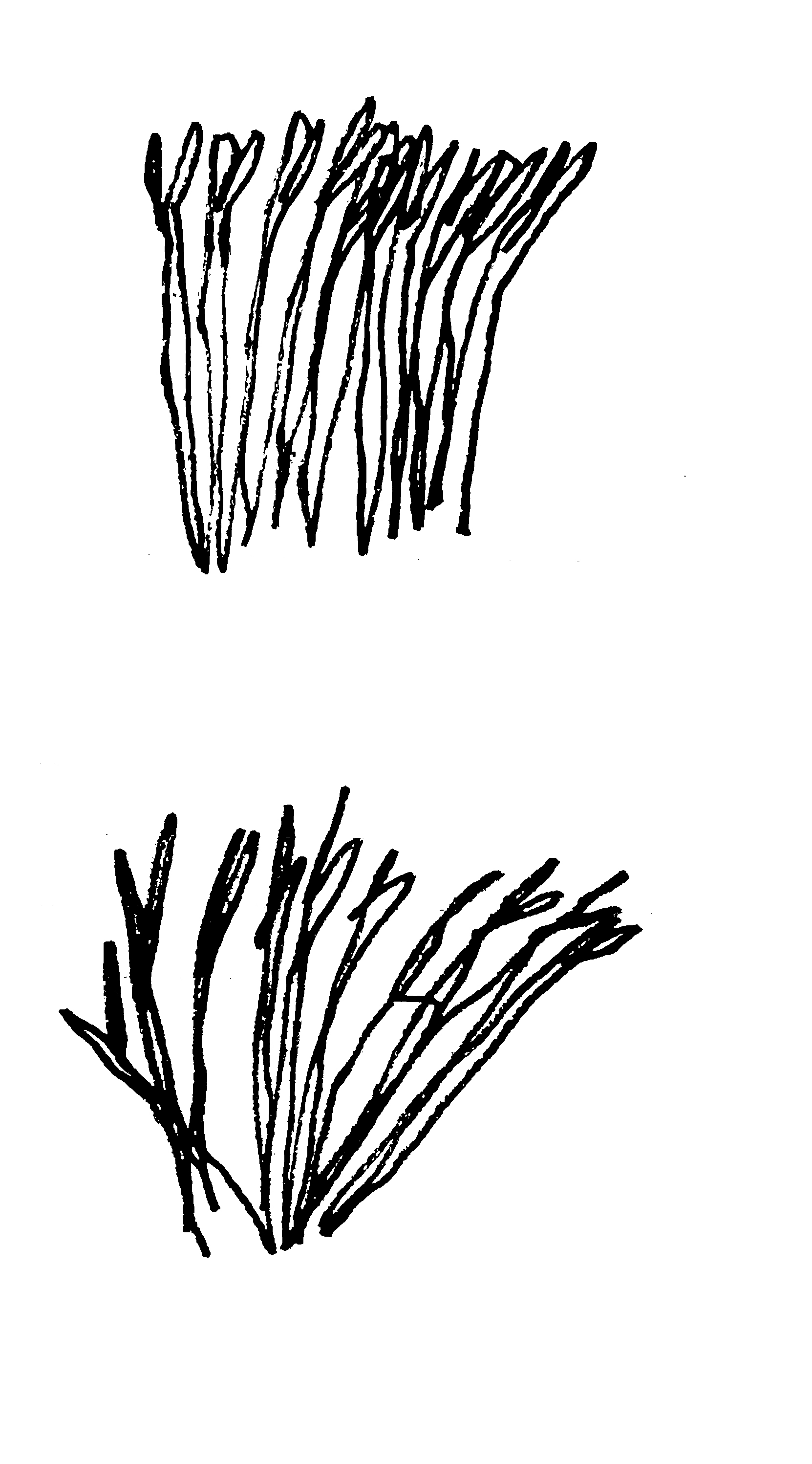 pen drawings of reeds in the wind