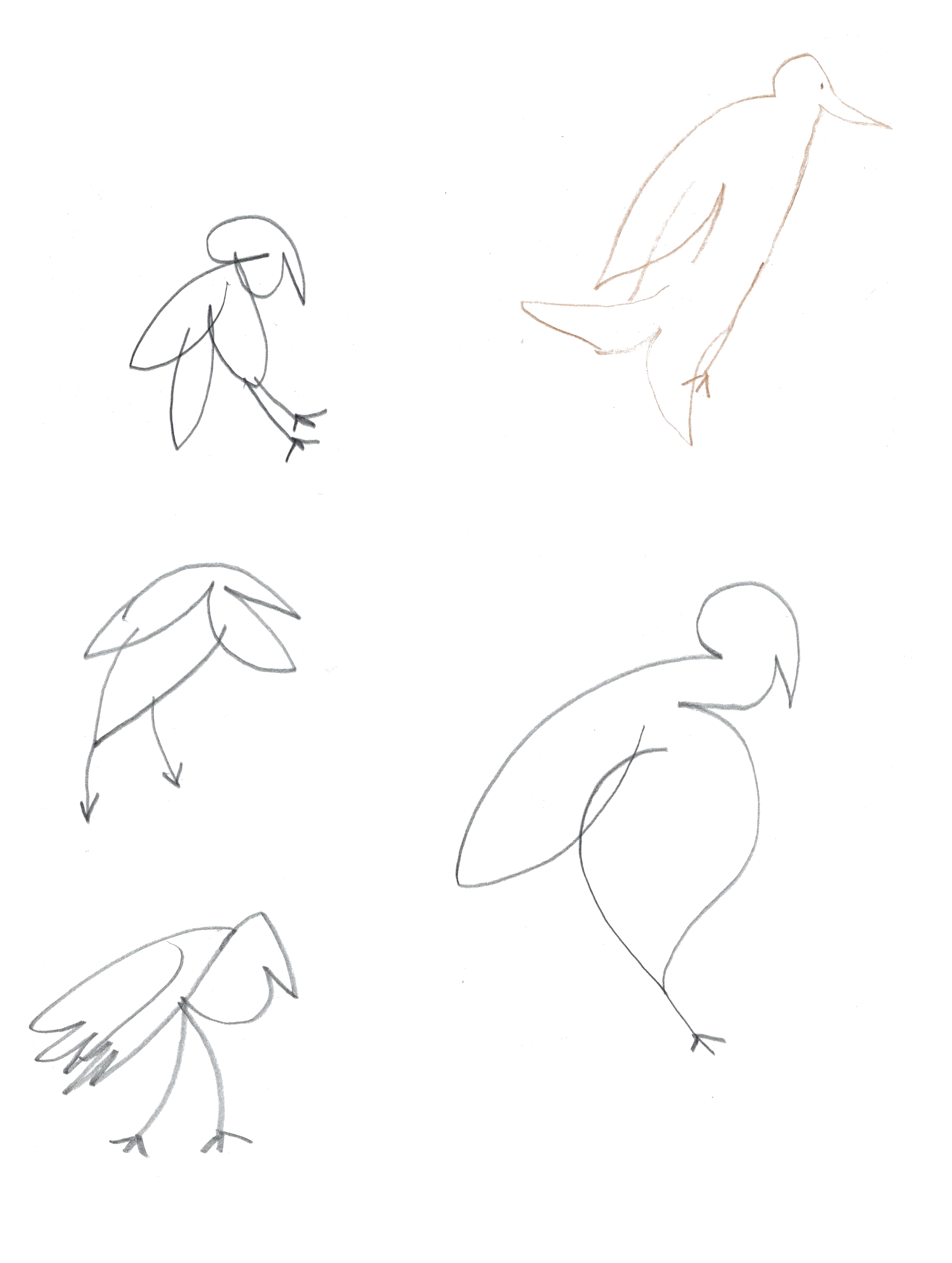pencil drawings of five birds drawn with simple lines