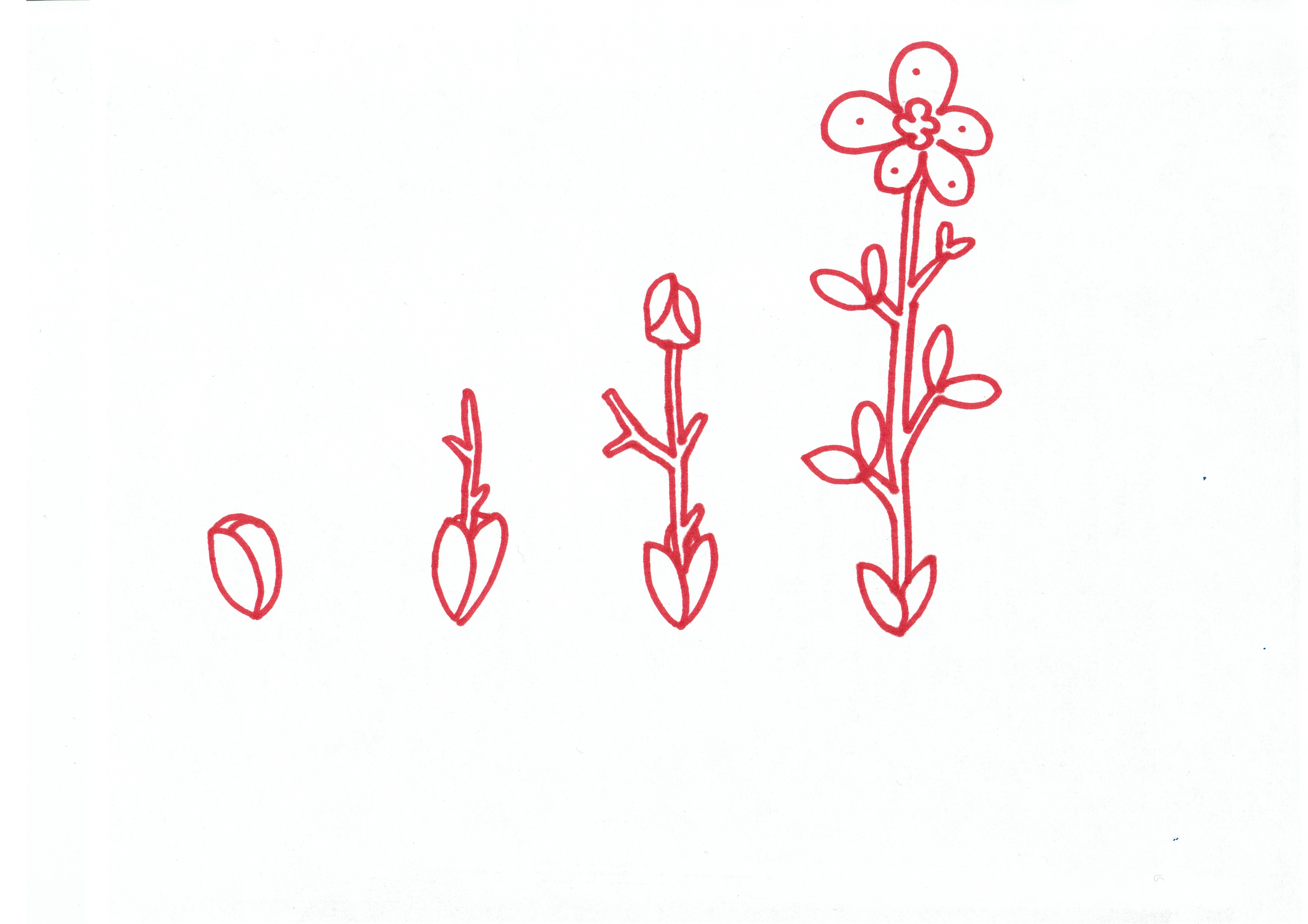 marker drawing in red of a bud growing into a flower in four steps
