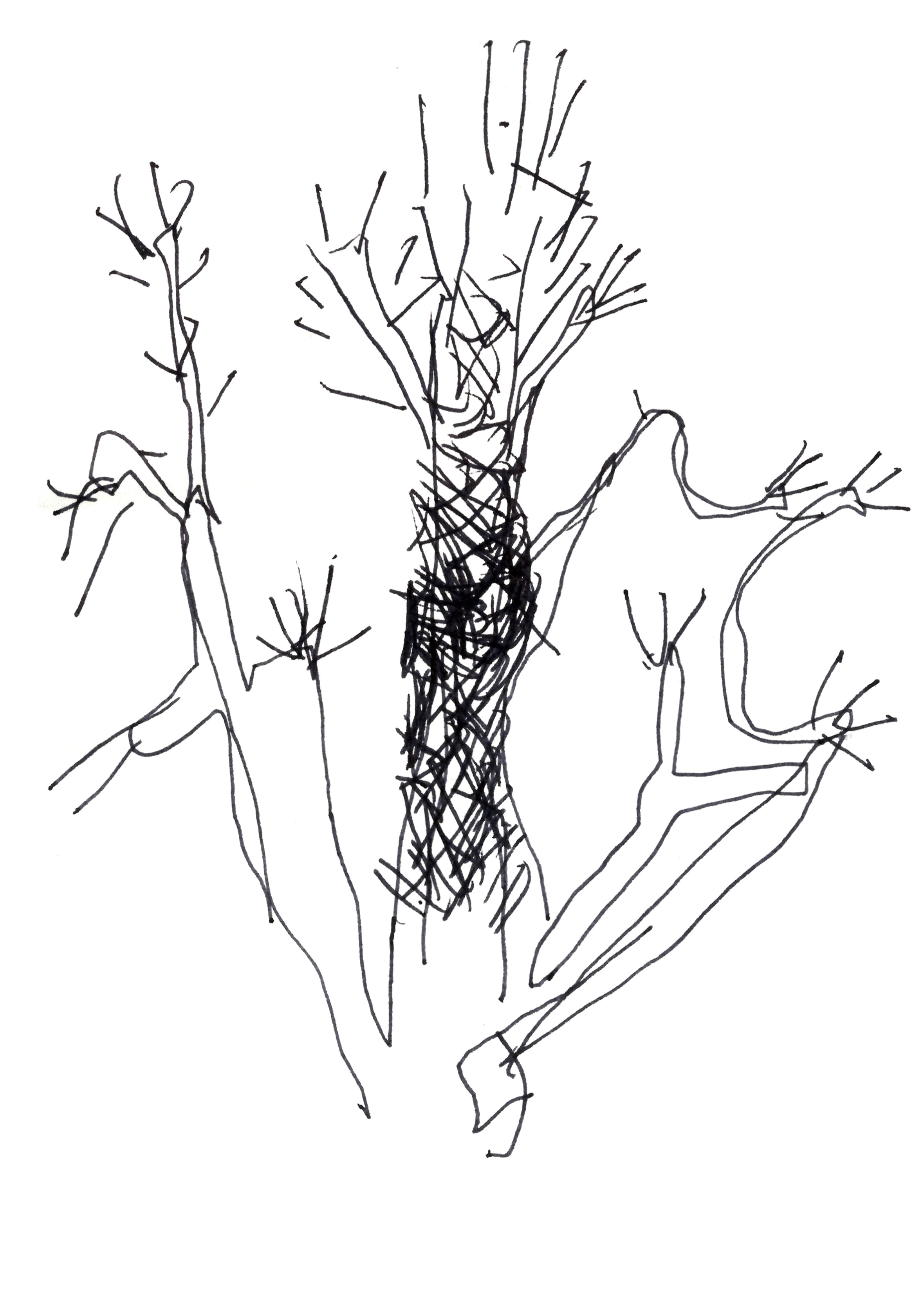 pen drawing of a tree with a dark trunk and spindly branches