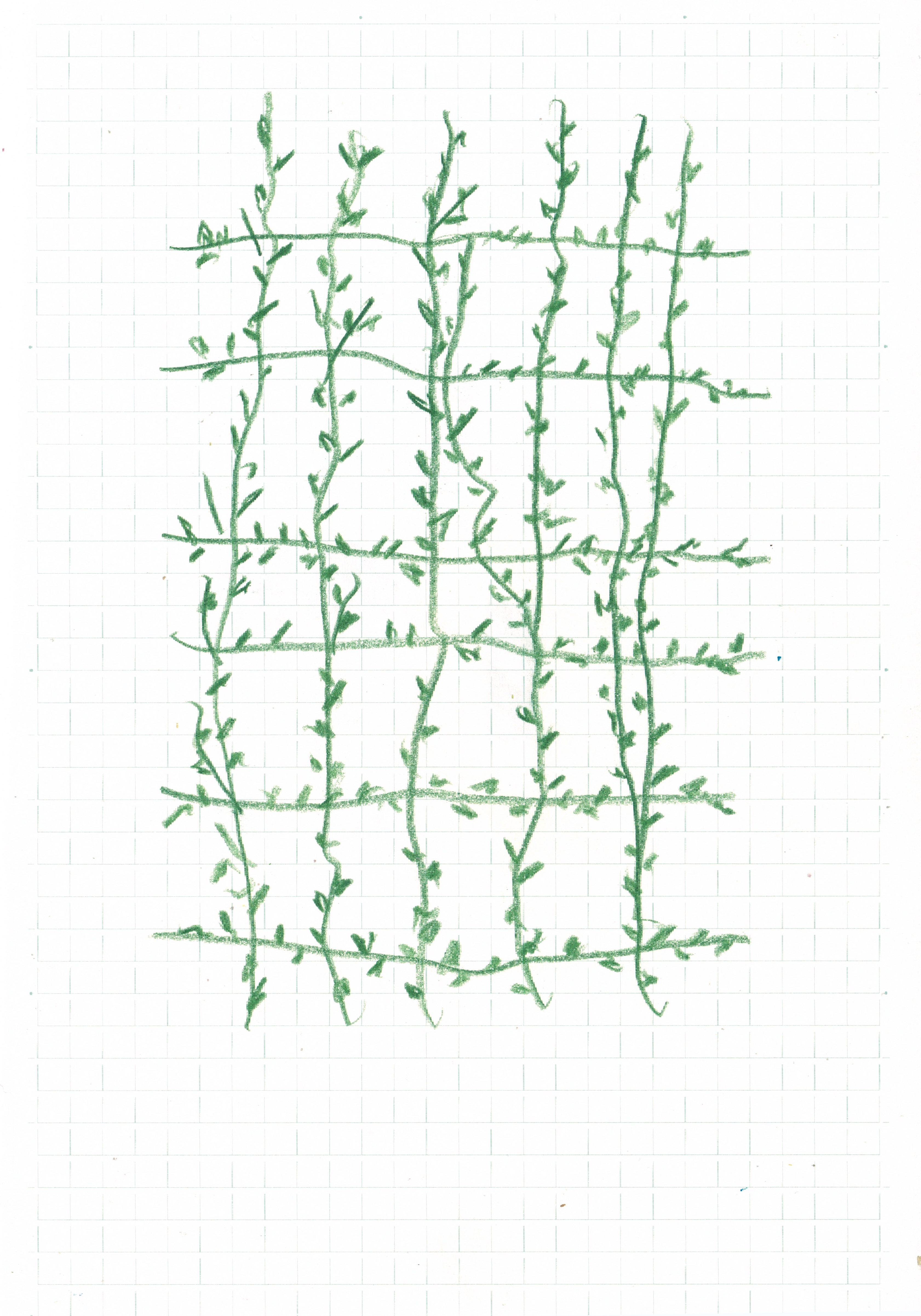 drawing in green of gridded leaves