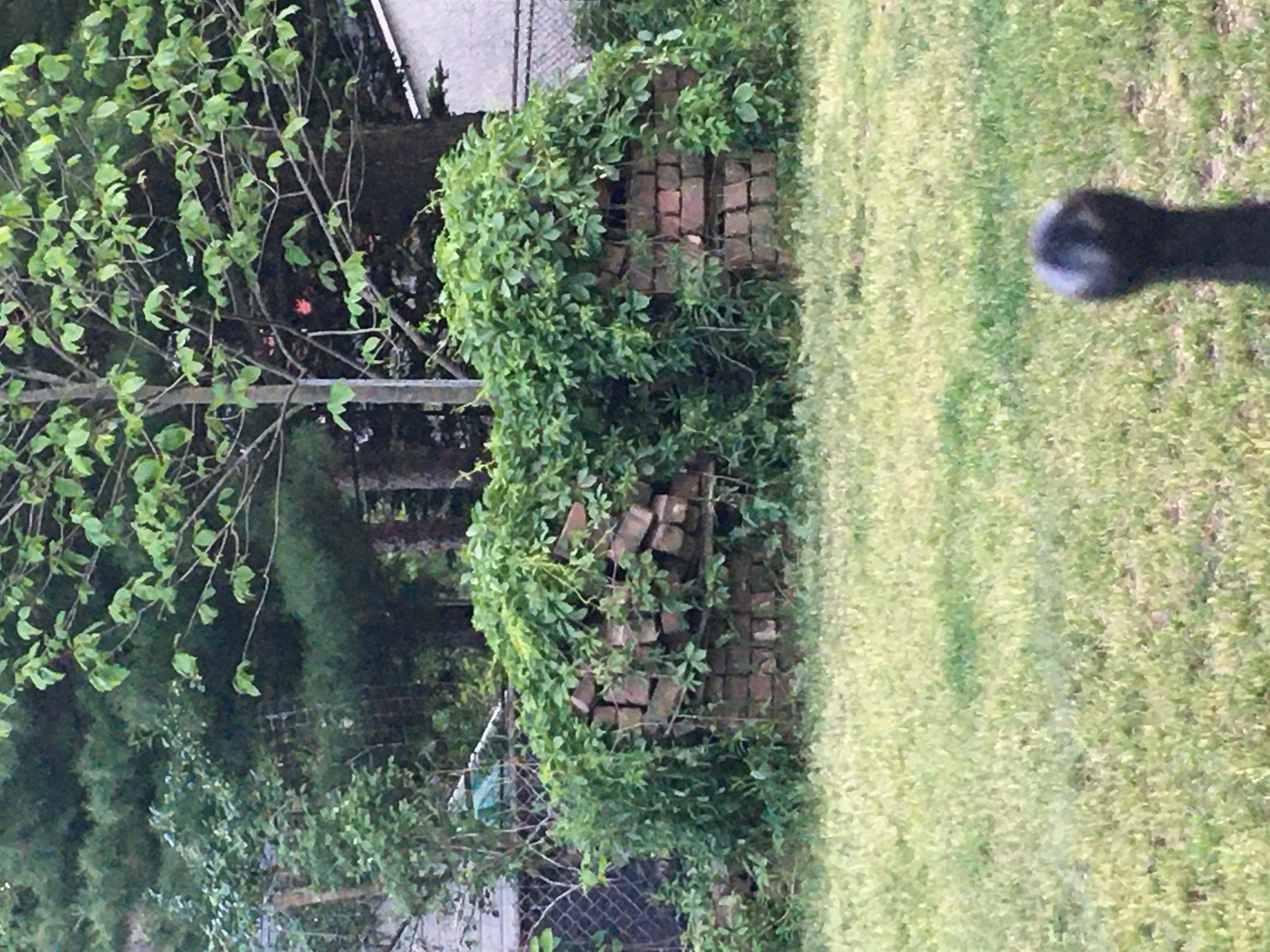 leaves growing on a pile of bricks