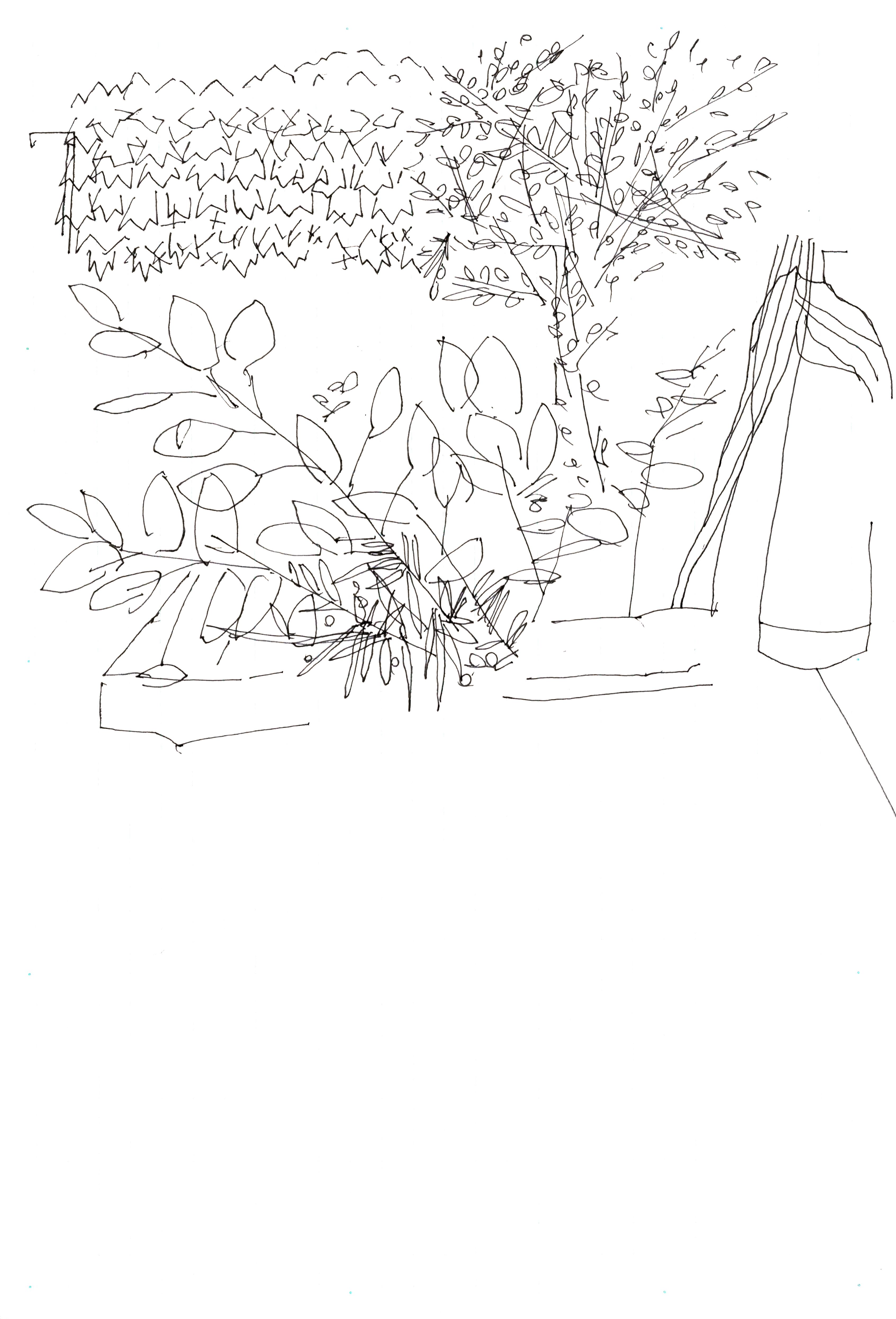 pen drawing of plants and bushes
